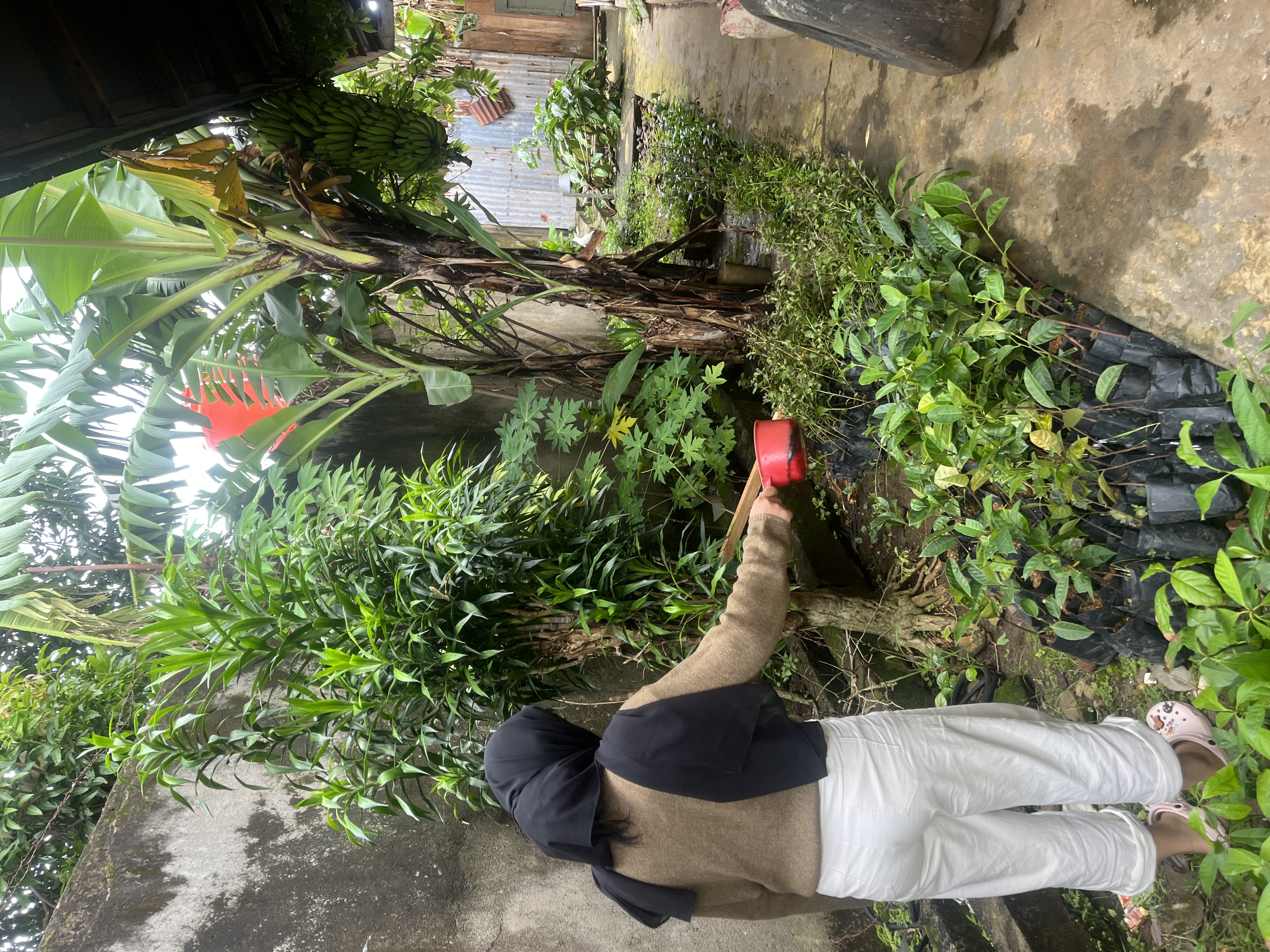 Menyiram bibit tanaman 