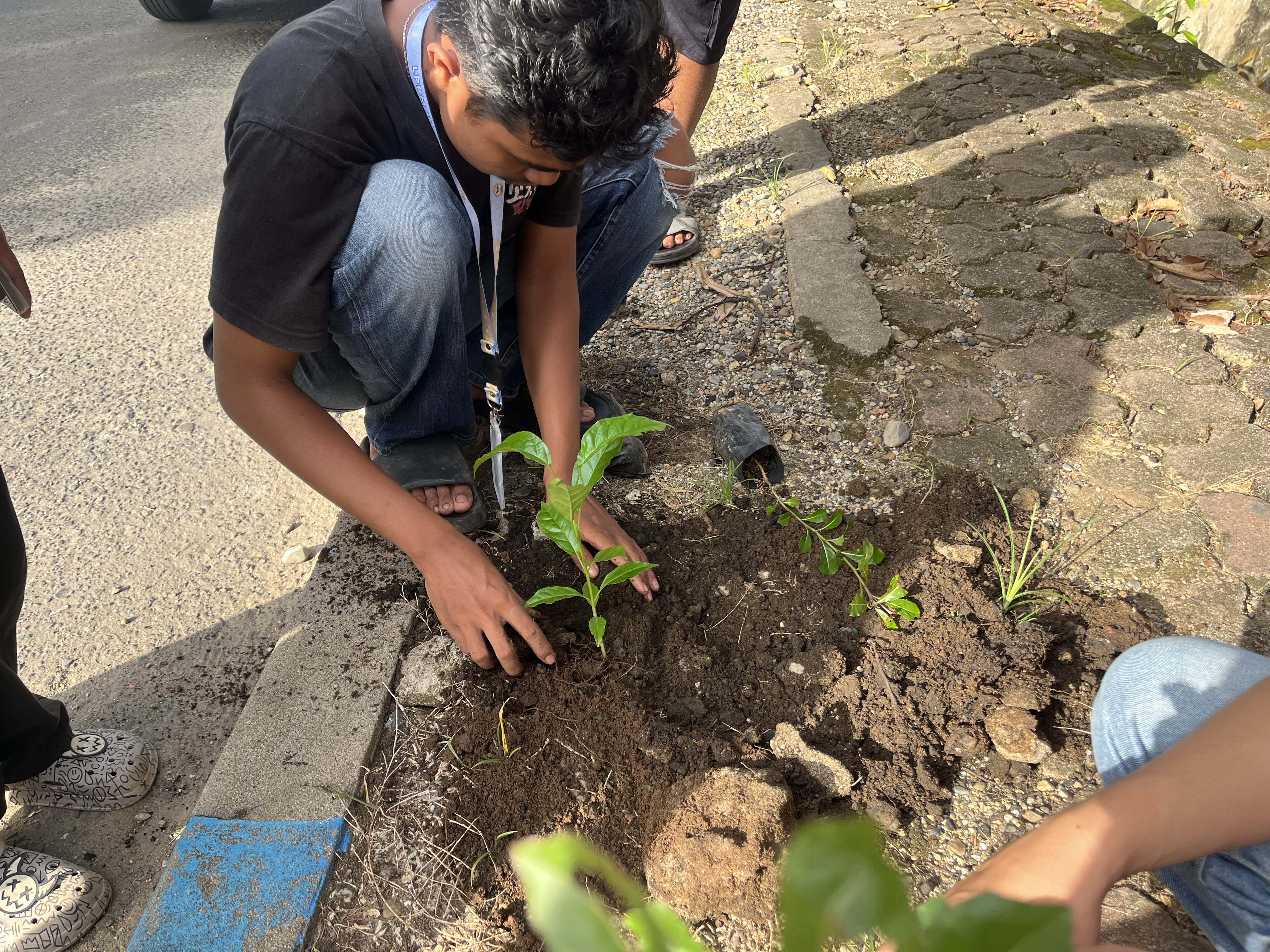 Menanam bibit tabah buyah di trotoar penurunan 