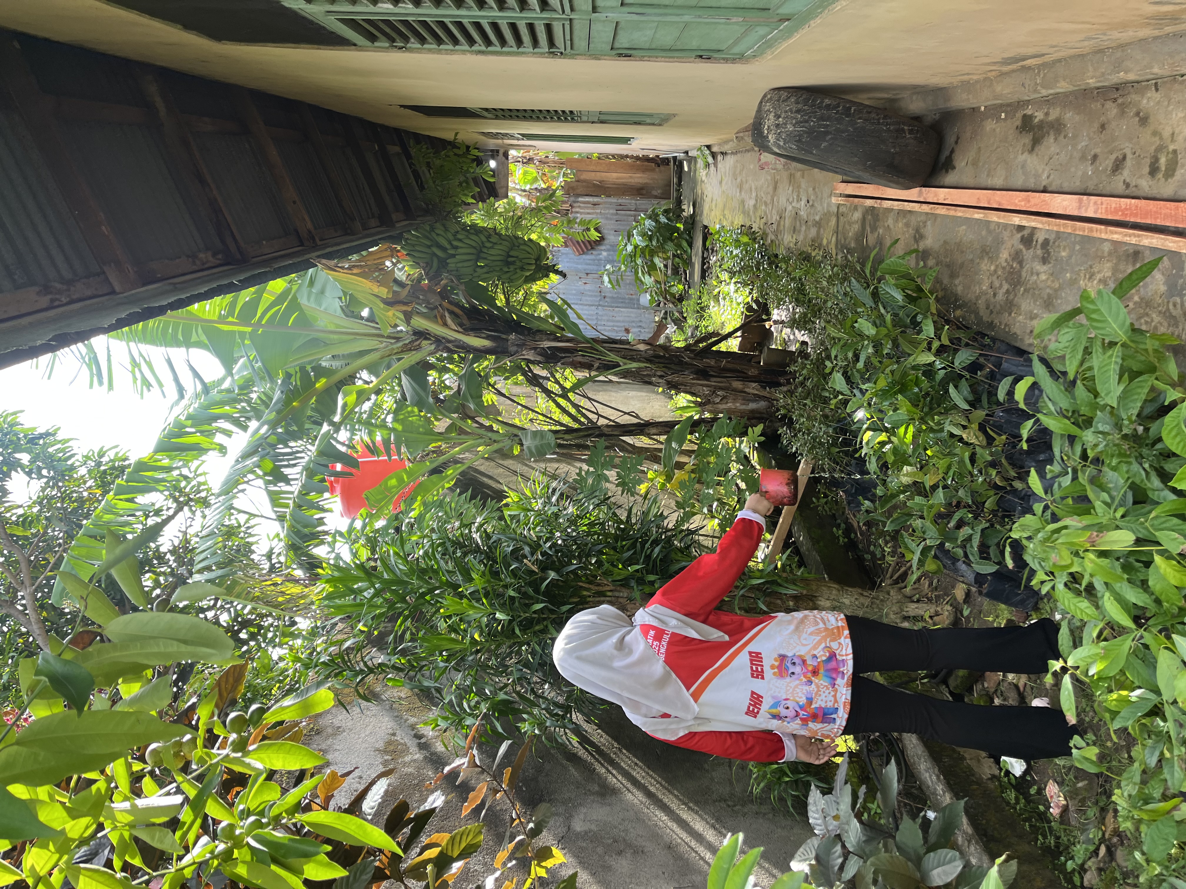 Menyiram bibit tanaman di sore hari 