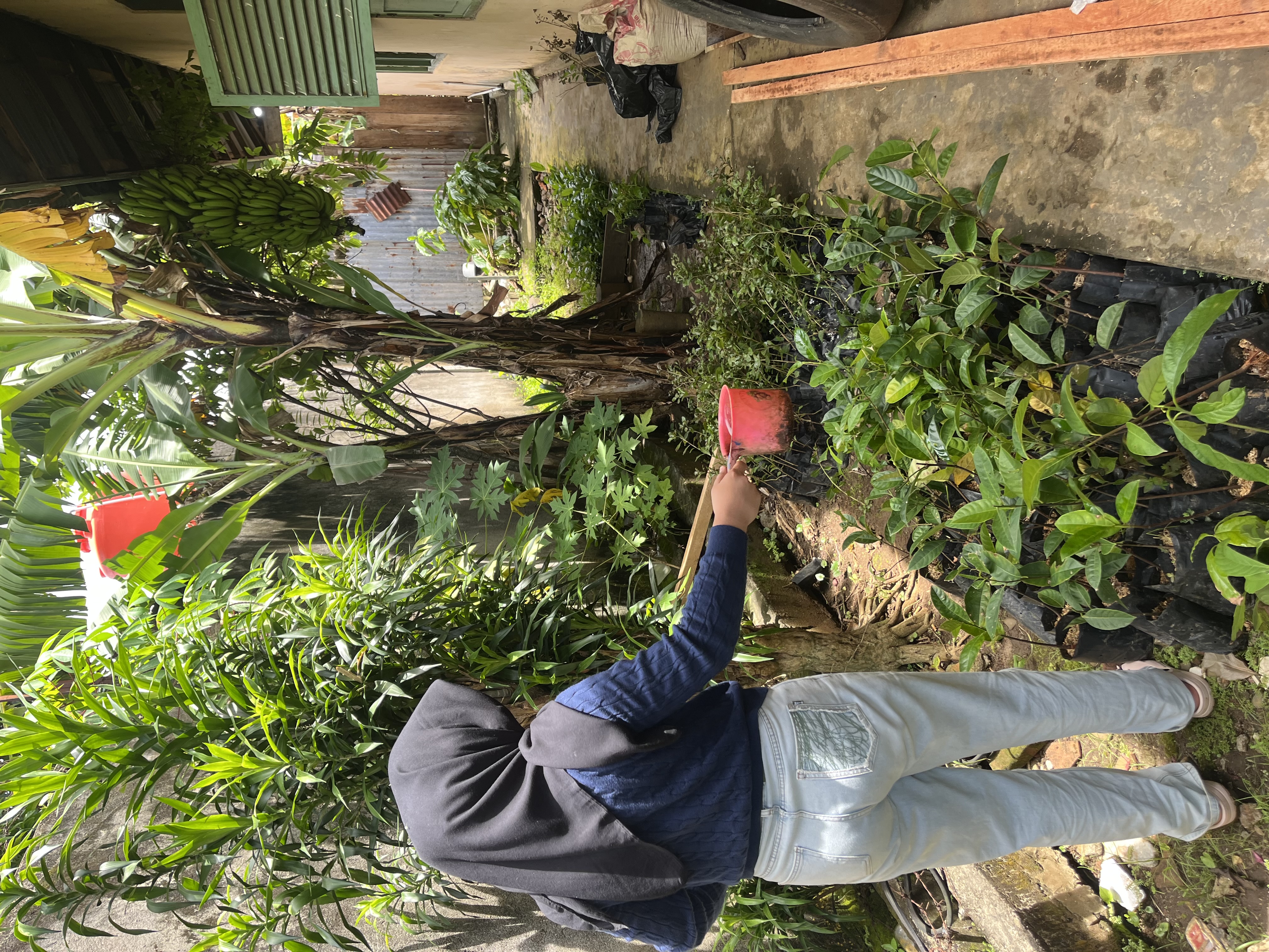 Menyiram bibit di pagi hari dan sore hari 