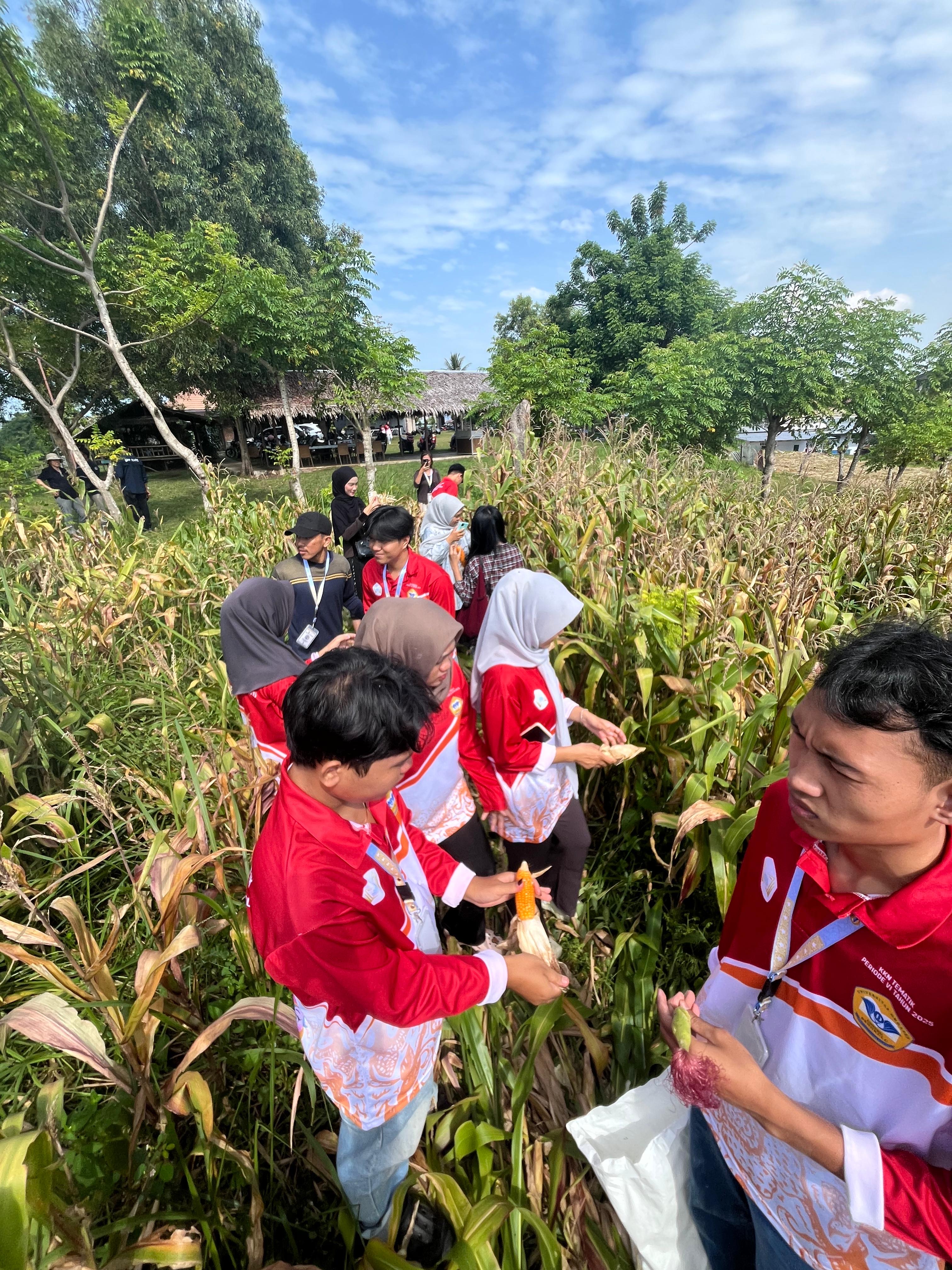 Panen jagung di rt 7 penurunan bersama kelompok 44-49