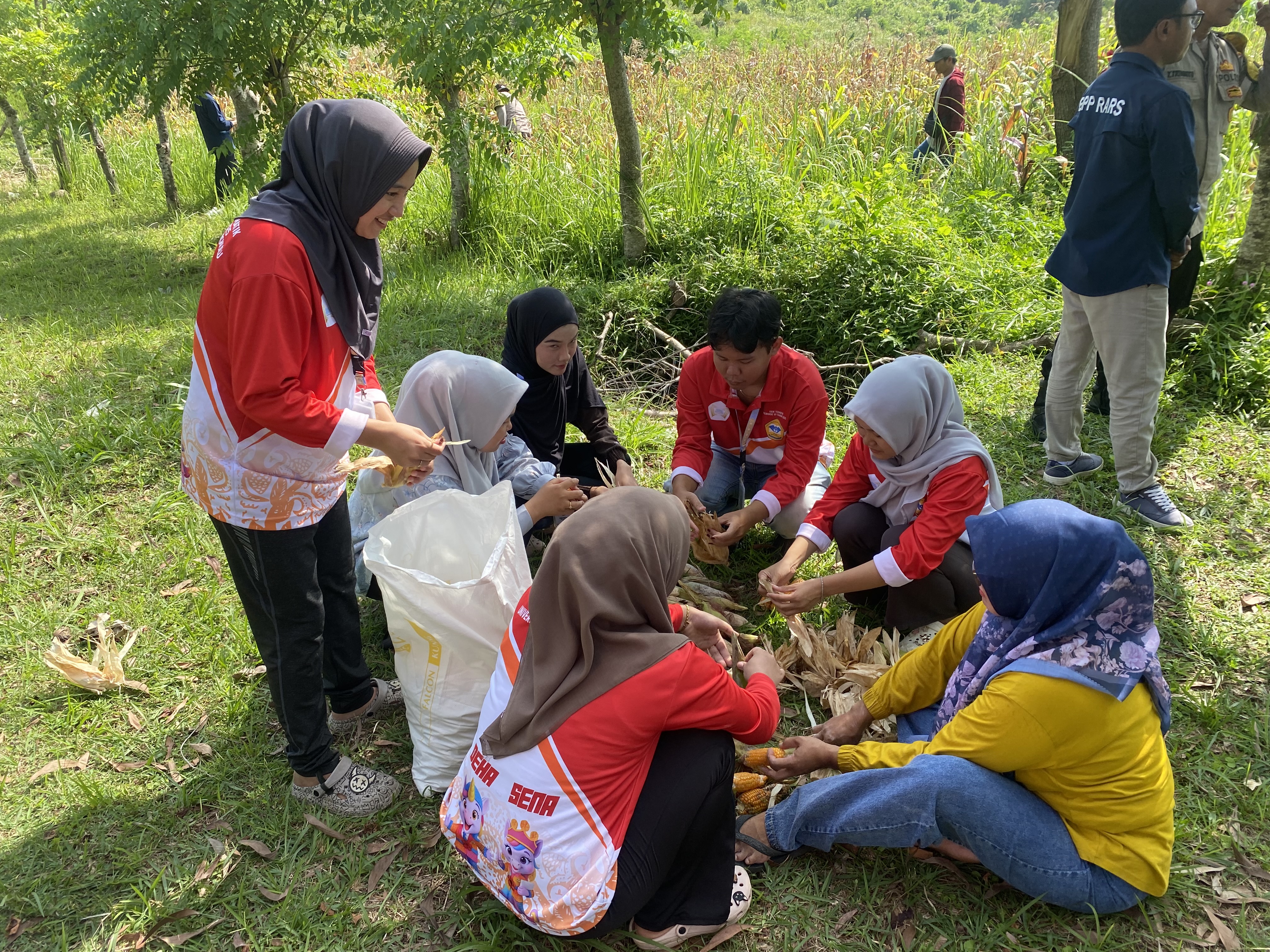 Membuka Jagung Bersama Warga dan kelompok 44-49