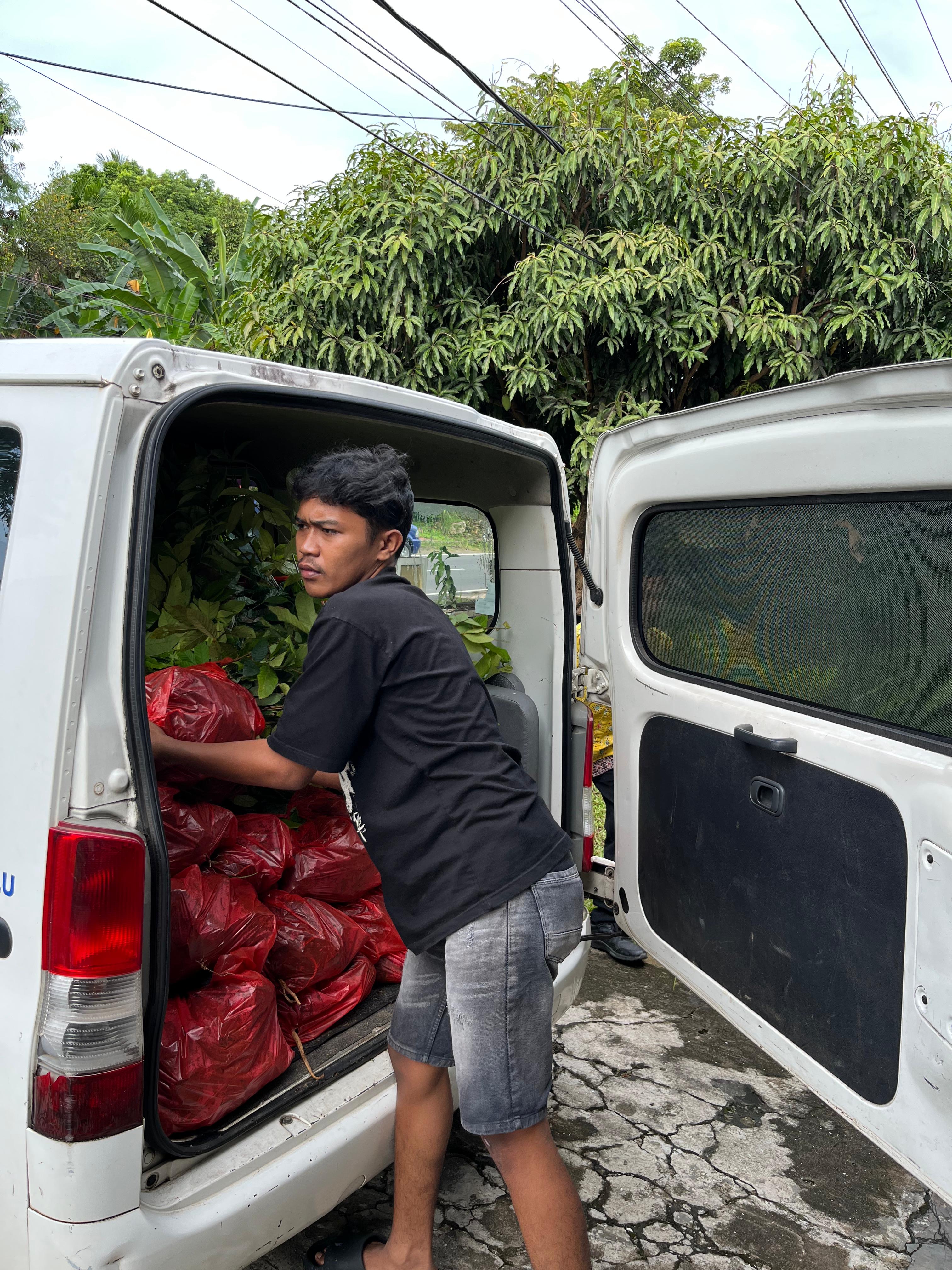 Menurunkan bibit yang sudah di ambil dari kaur
