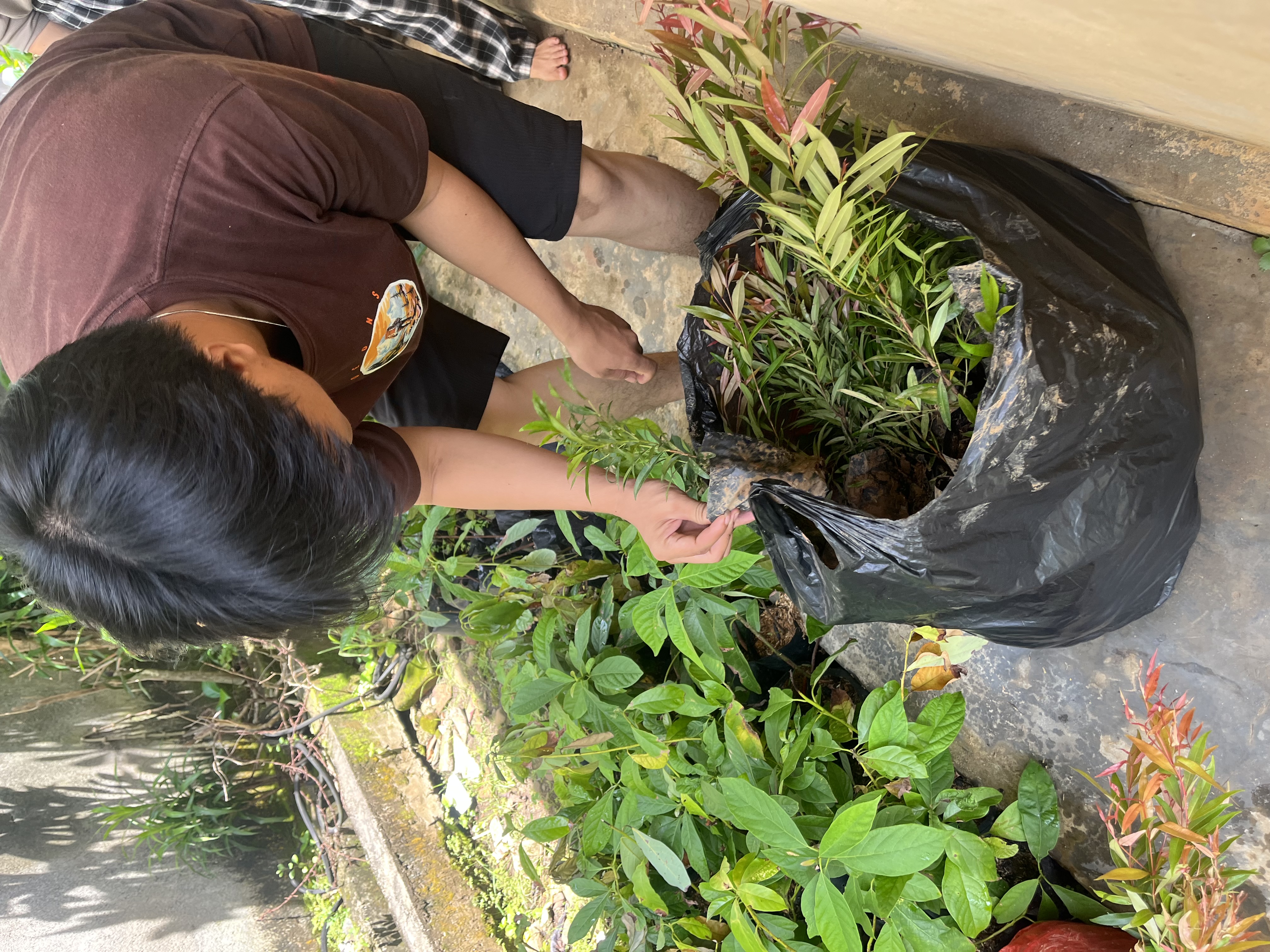 Tambahan bibit bunga 110 buat taman