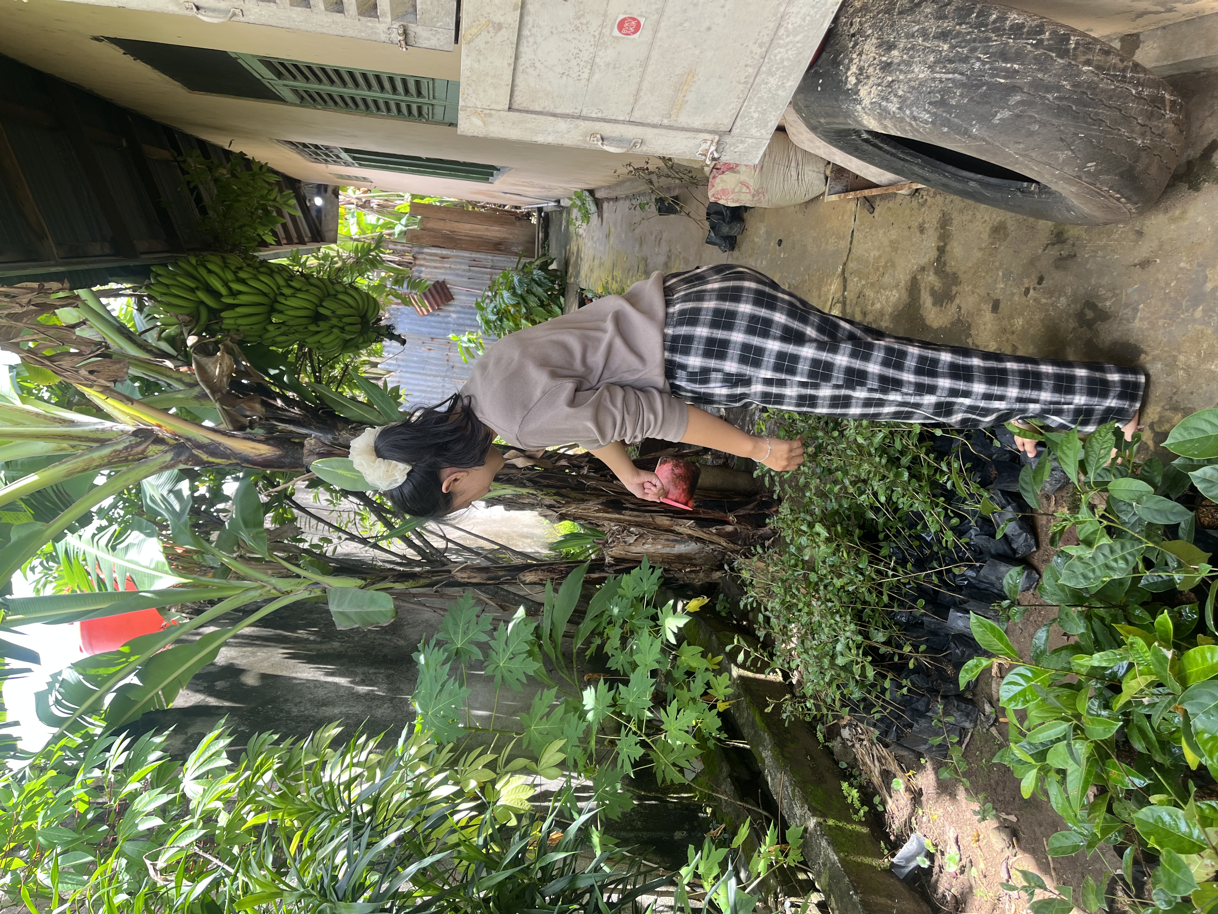 Penyiramam bibit tanaman bunga pagi hari ini