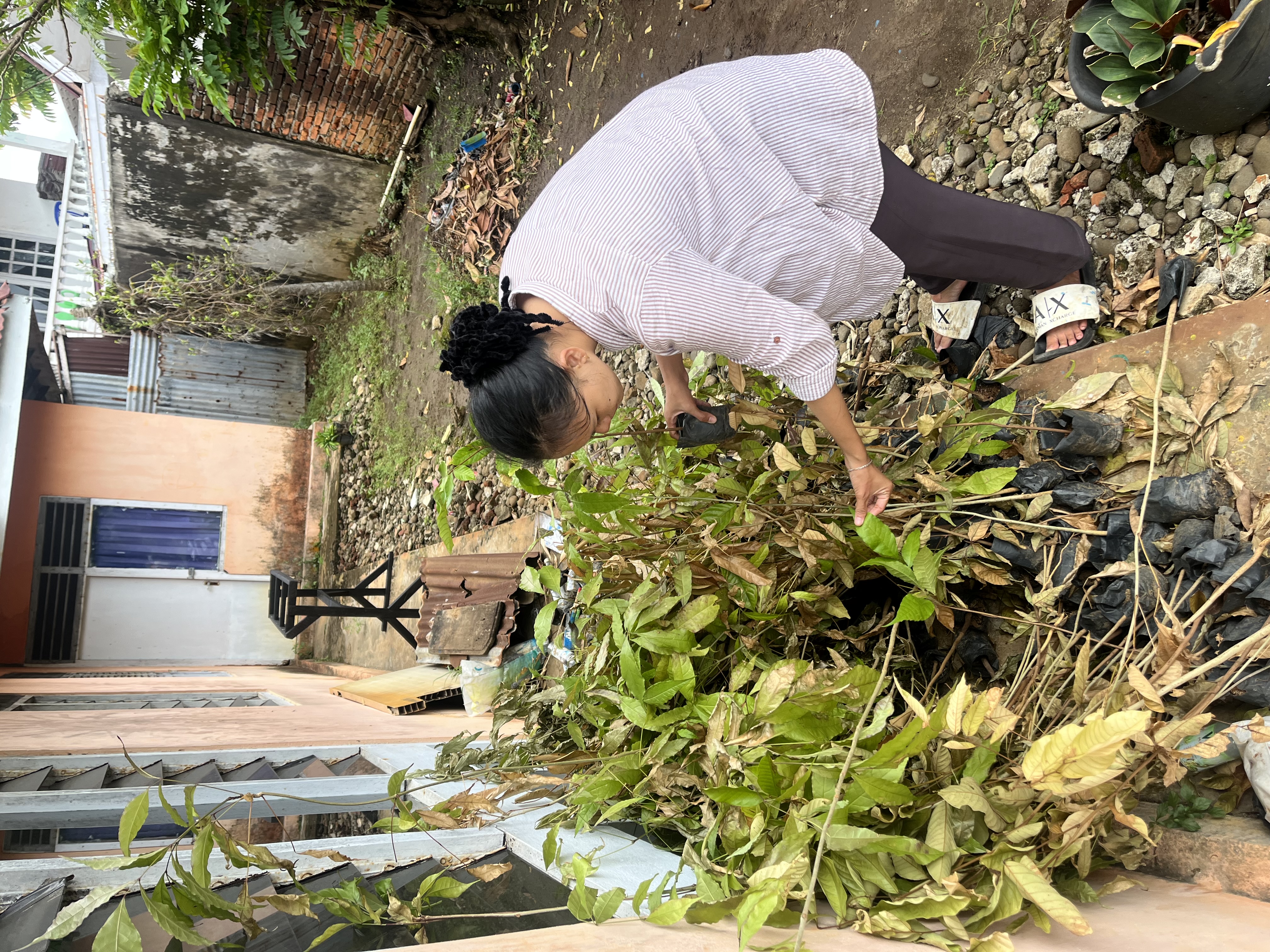 Menyusun bibit yang sudh layu di samping posko