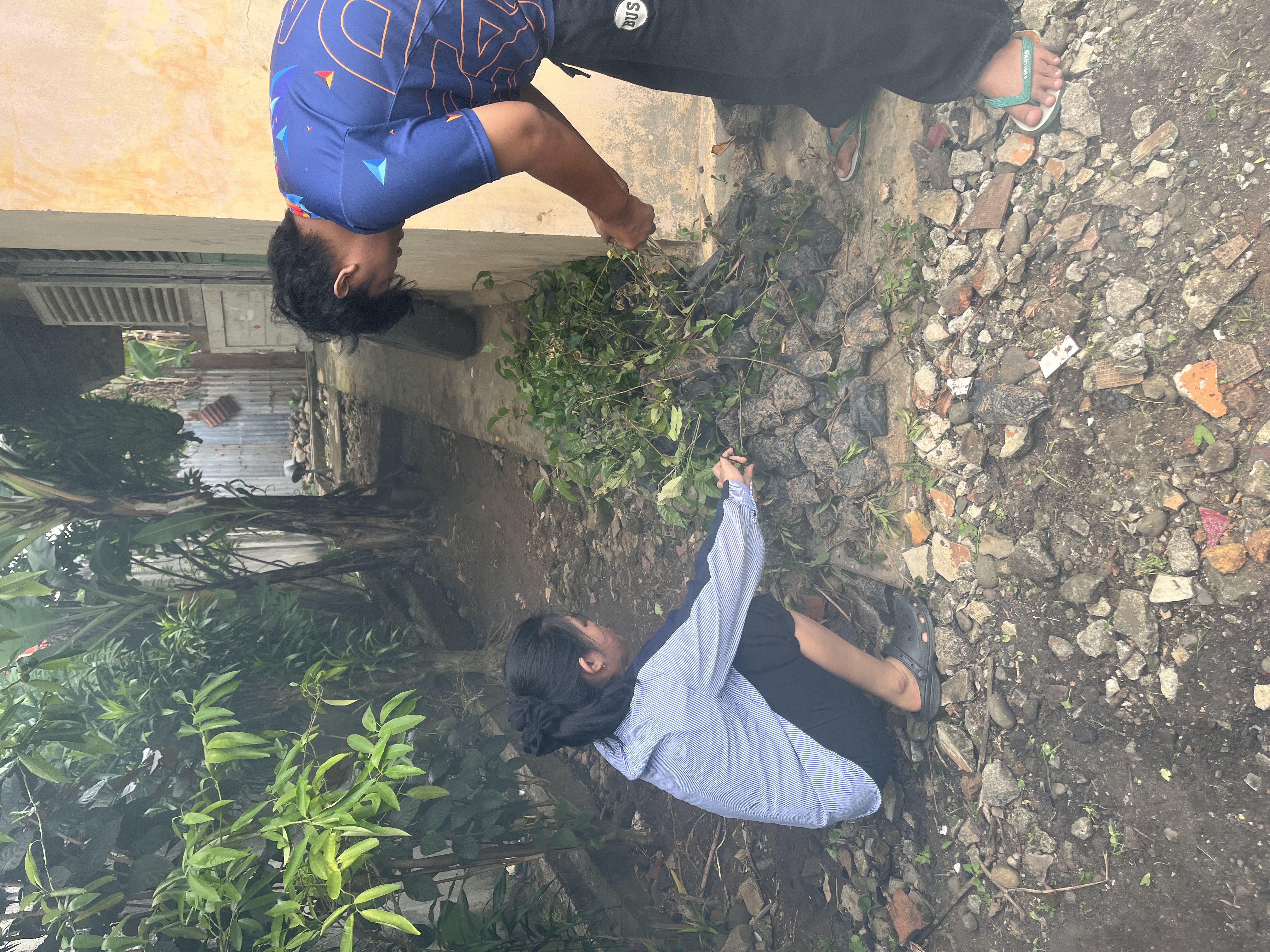 Merapikan dan membuang sisa bibit yang sudah layu