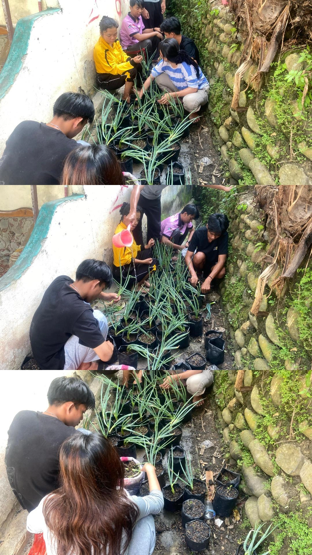 Penanaman bibit daun bawang kedalam polybag