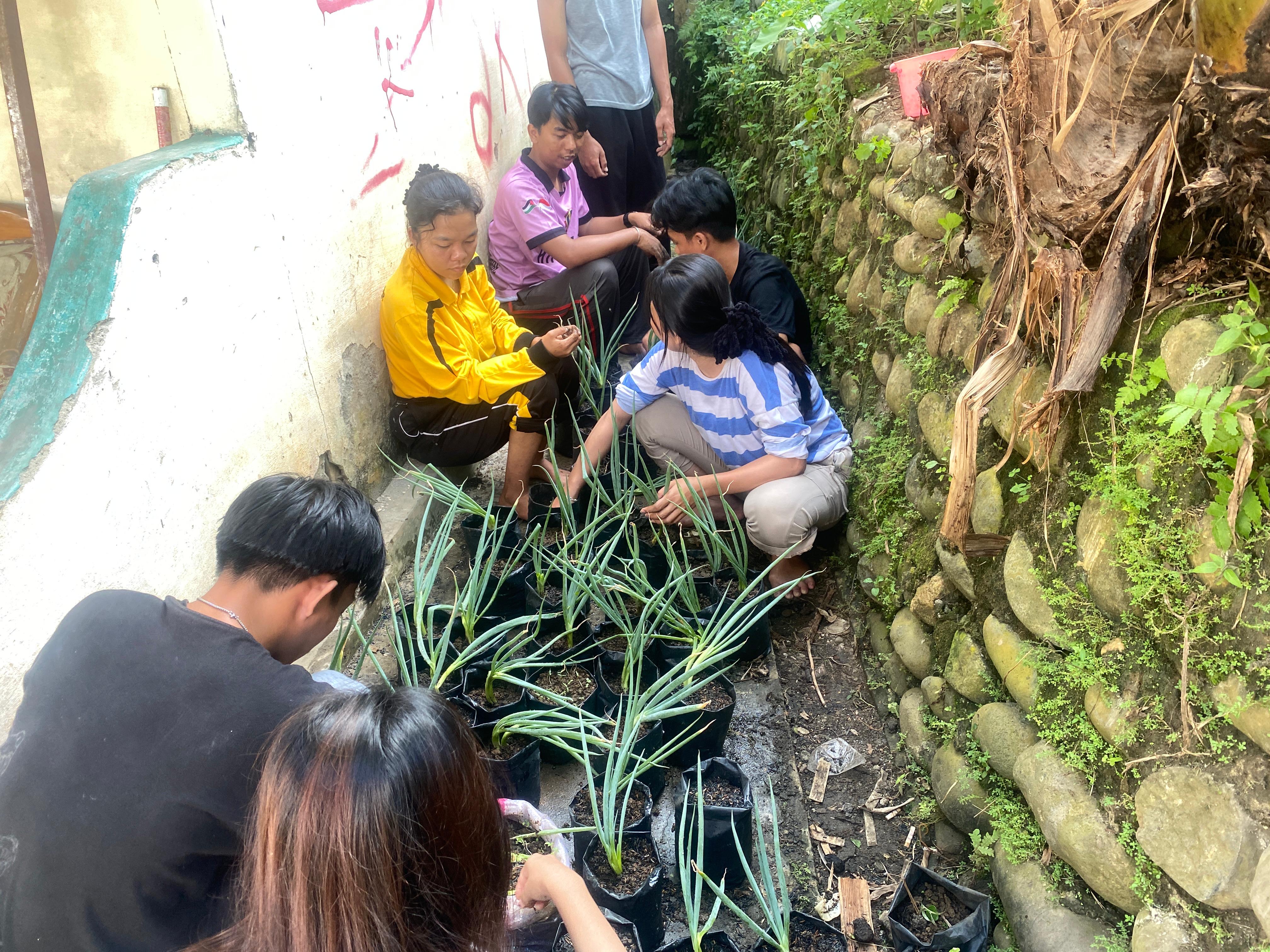 Pemindahan daun bawang