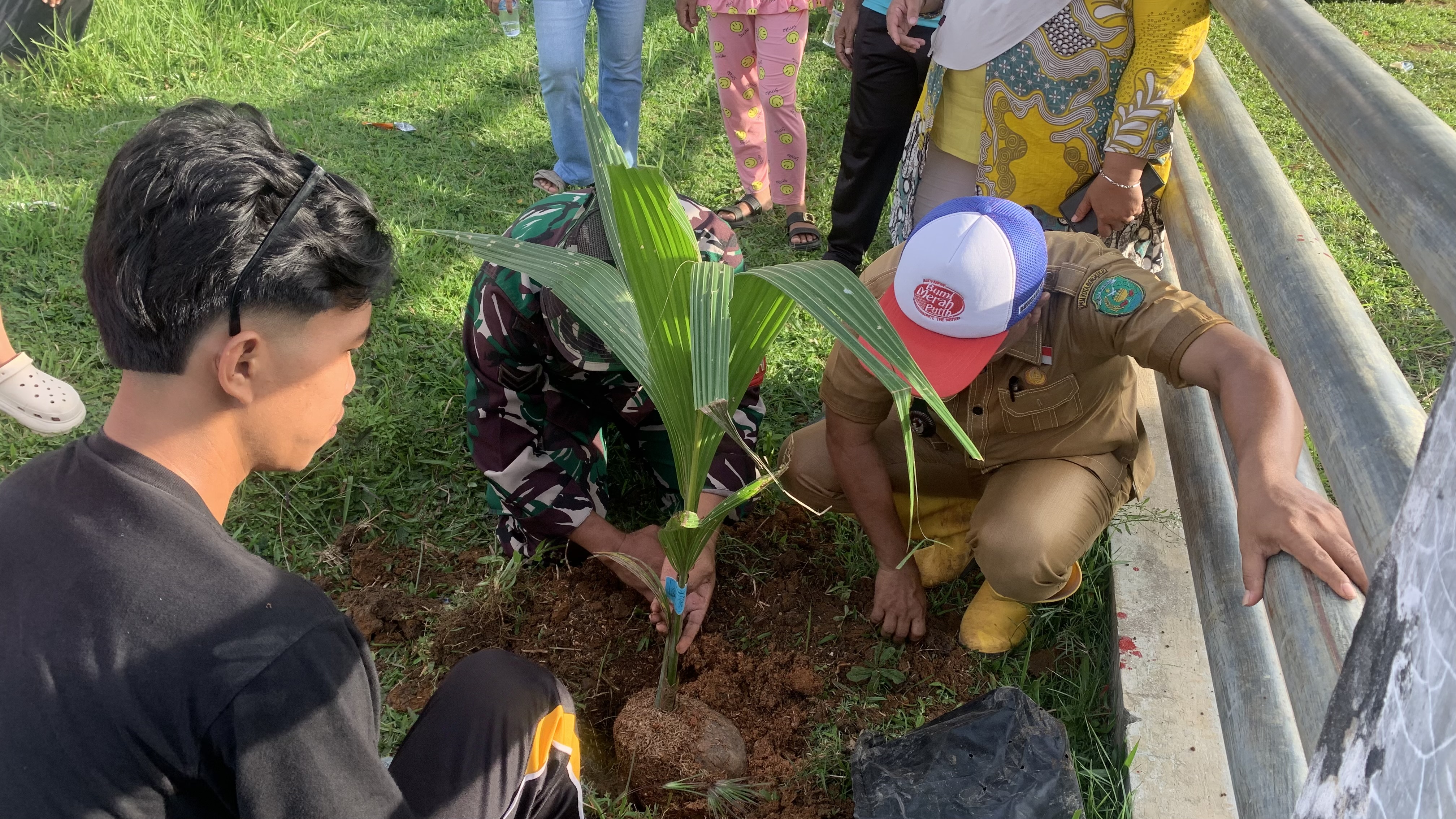 menanam bibit pohon kelapa