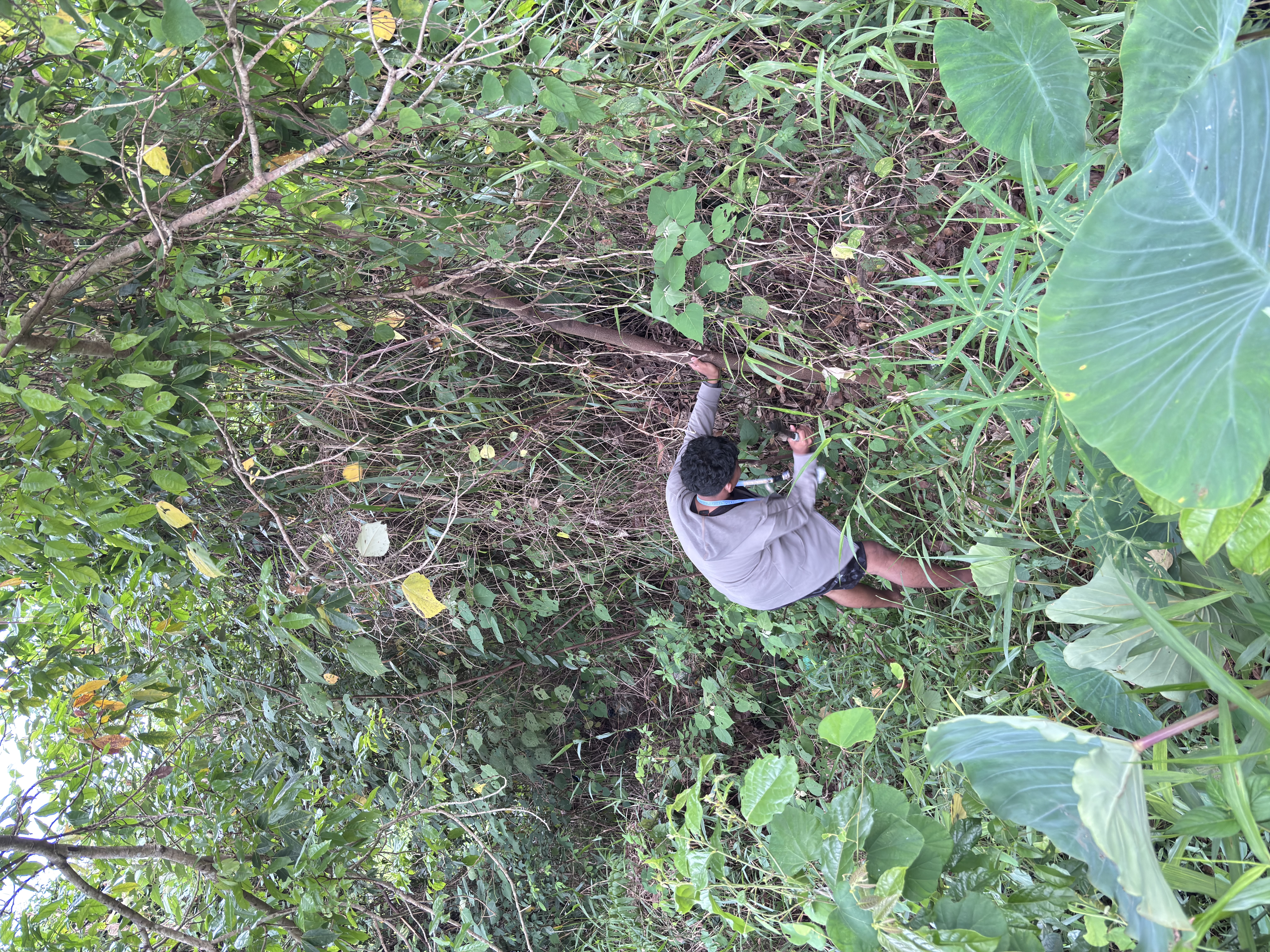 Judul:Pengambilan Kayu untuk Persiapan Pembuatan Taman di Jembatan Kualo Bengkulu.