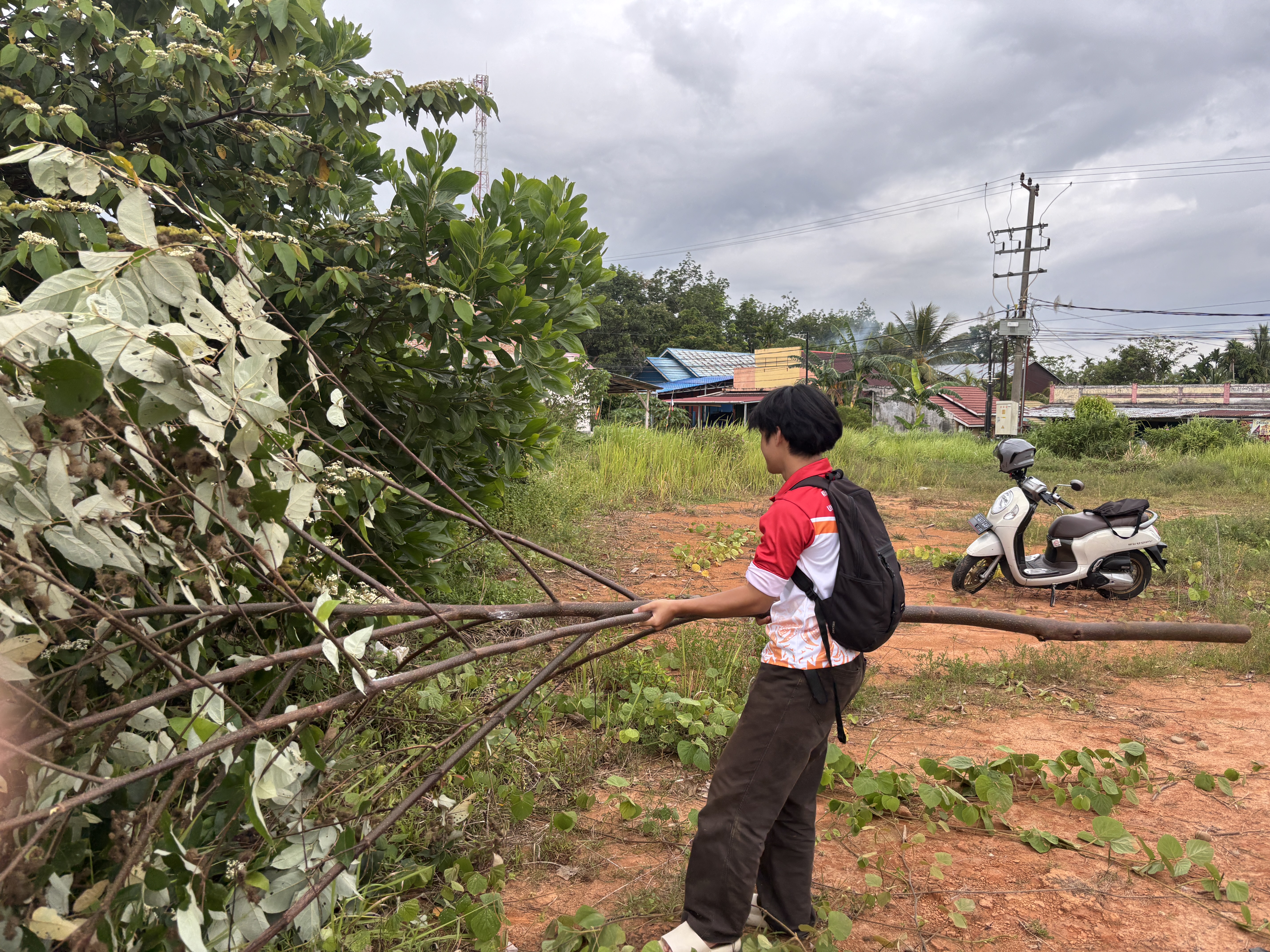 MENCARI KAYU UNTUK KEPERLUAN PEMBUATAN TAMAN DI JEMBATAN KUALO