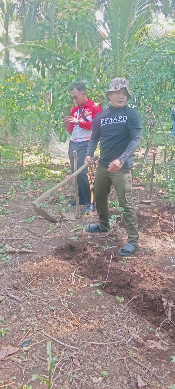 Membuat parit tanah untuk penanaman bibit buah 