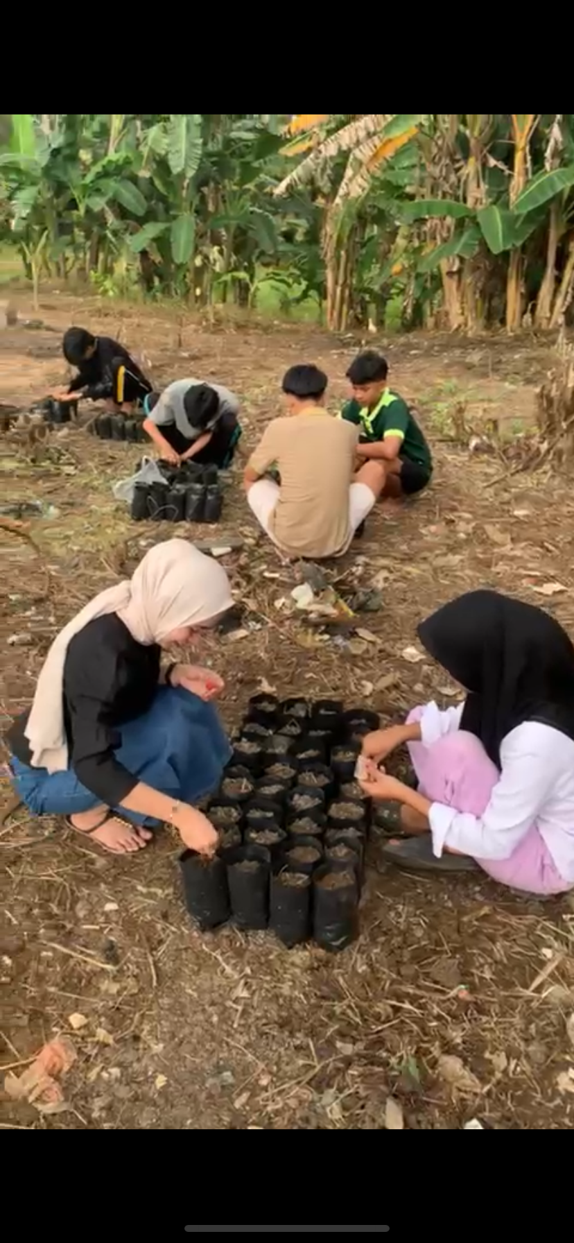 Penanaman bibit sayuran