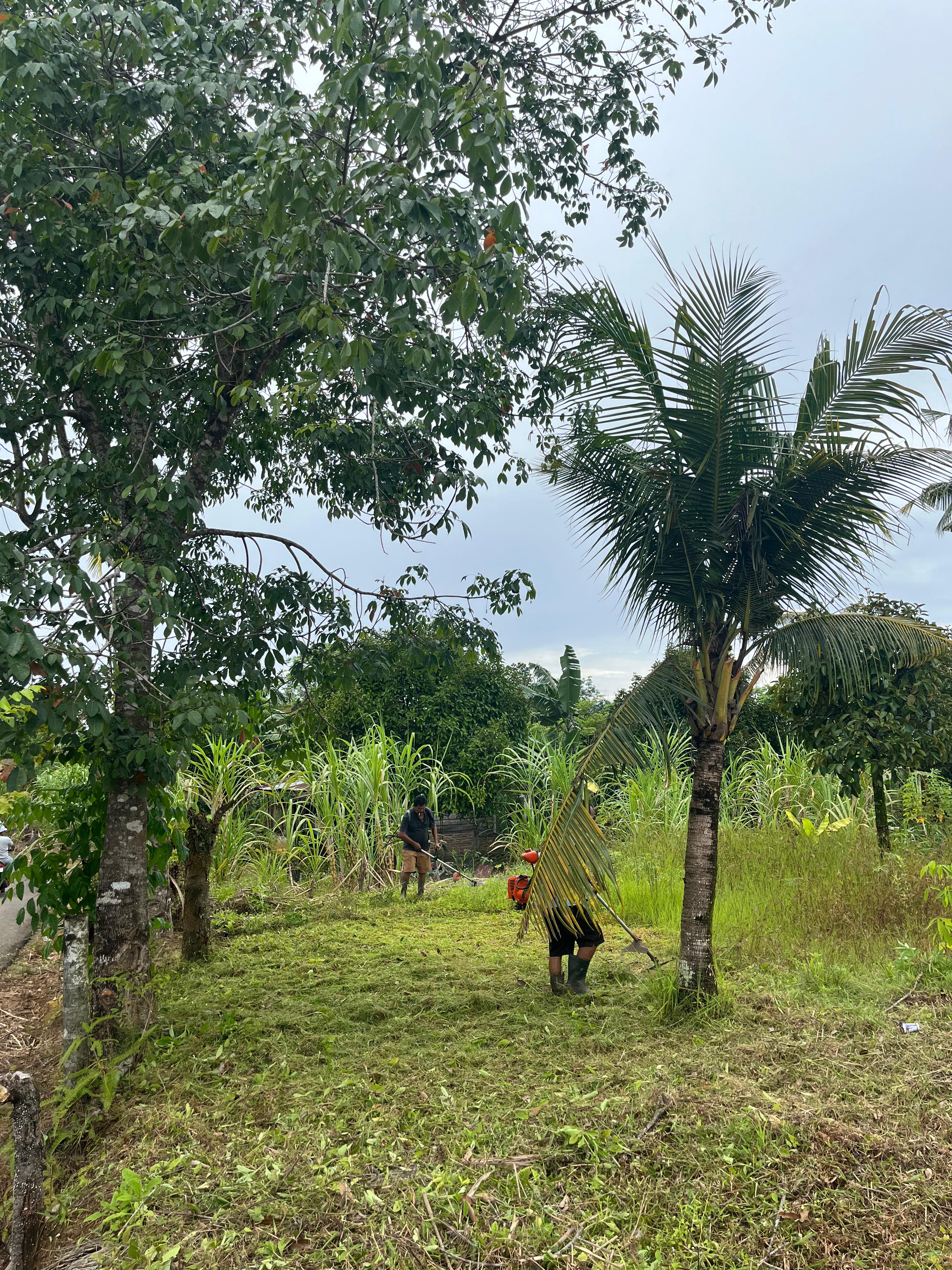 MEMBERSIHKAN LADANG BELAKANG SEKRE UNTUK TEMPAT PENGHIJAUAN