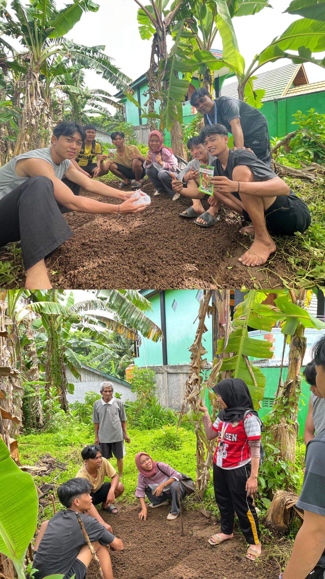 Penyemaian bibit cabai