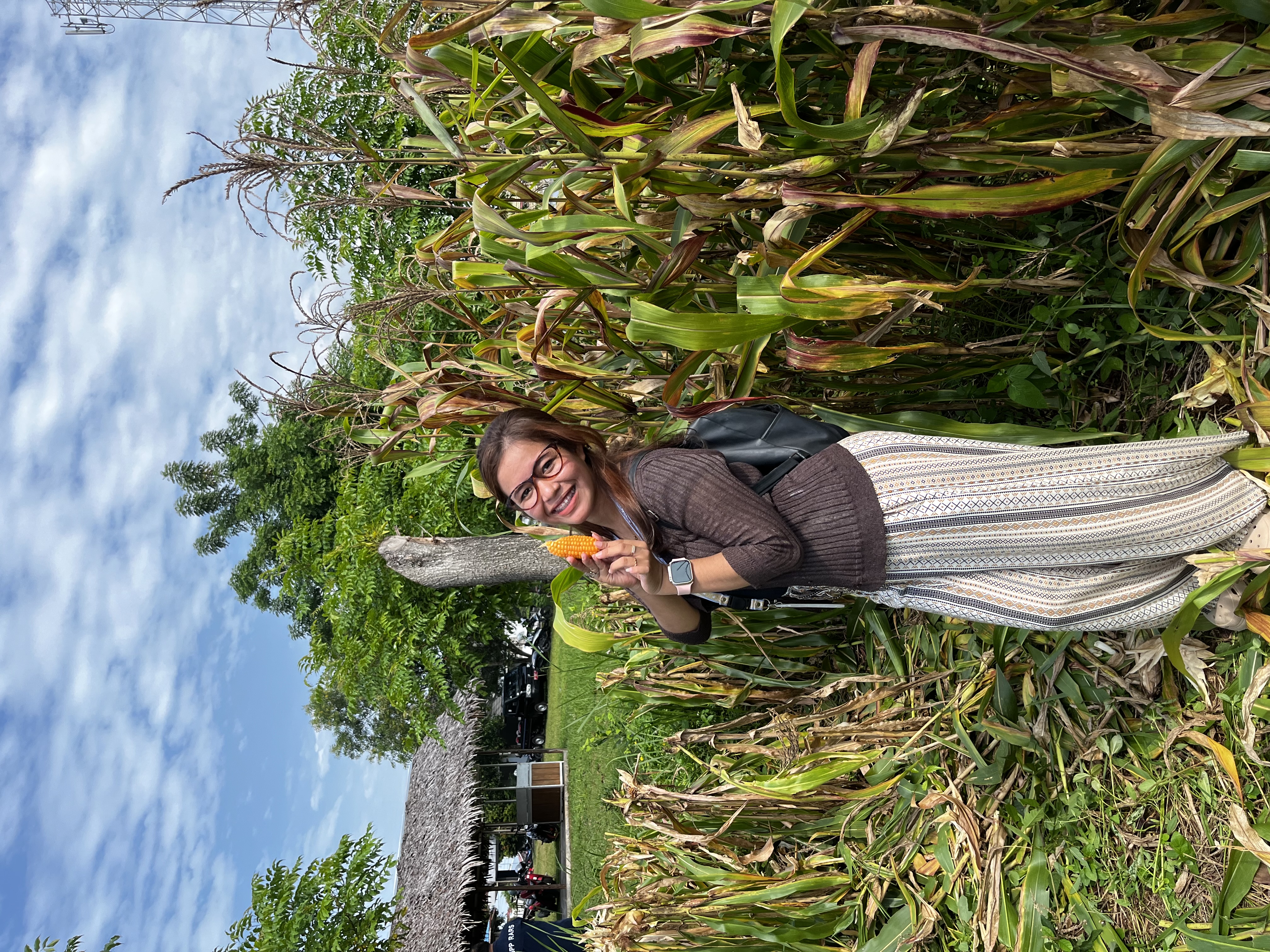 Kegiatan panen jagung 