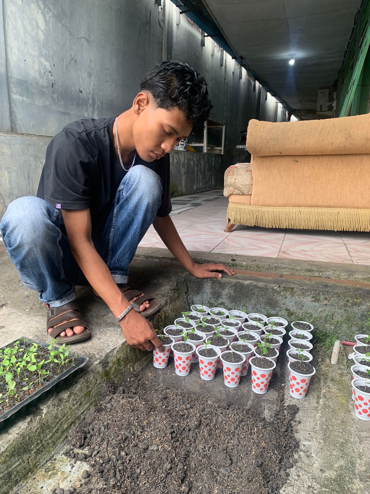 Pemisahan bibit cabai 