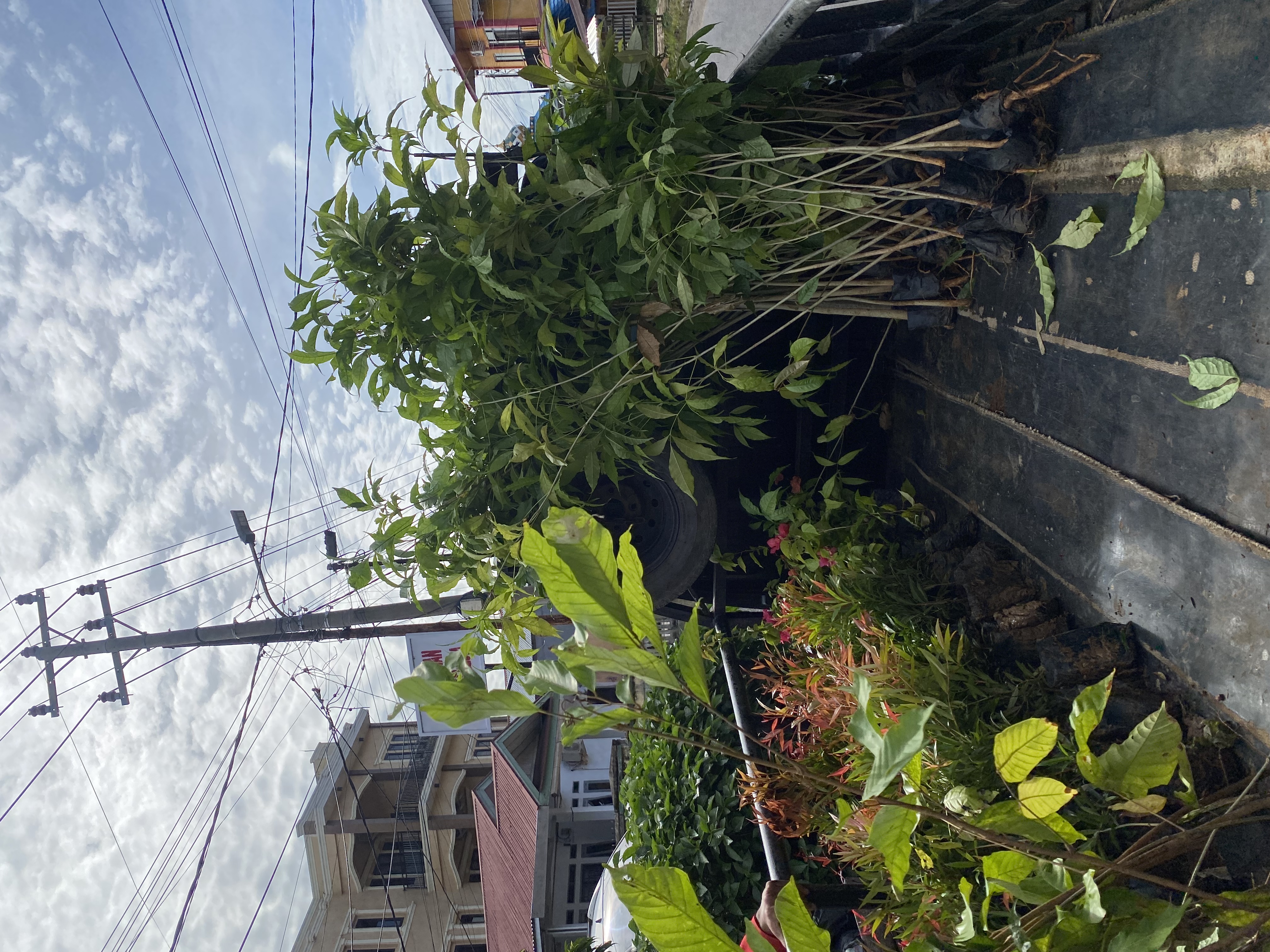 Pemuatan bibitt untuk taman di kualo