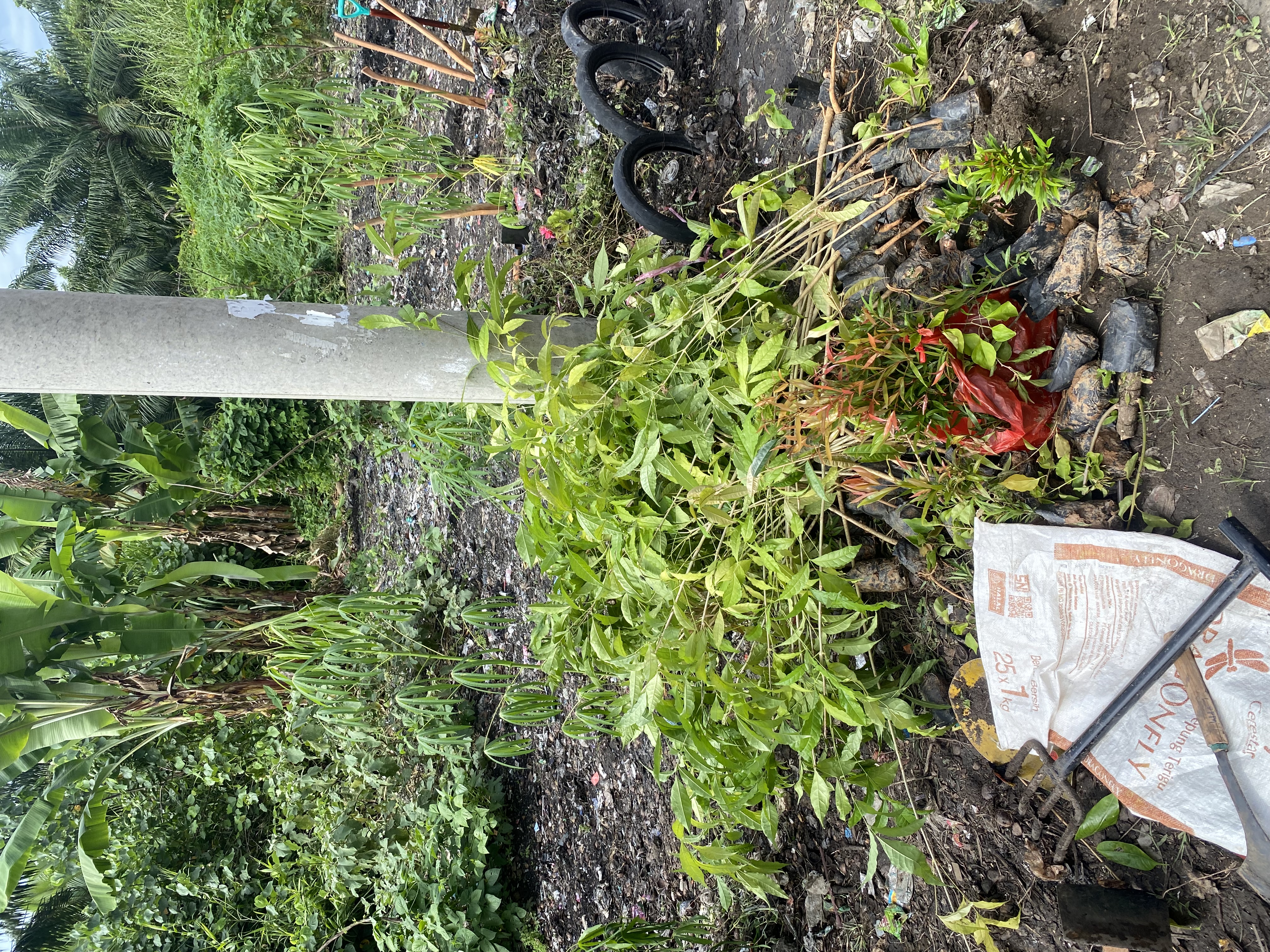 Penurunan bibitt untuk tamannn