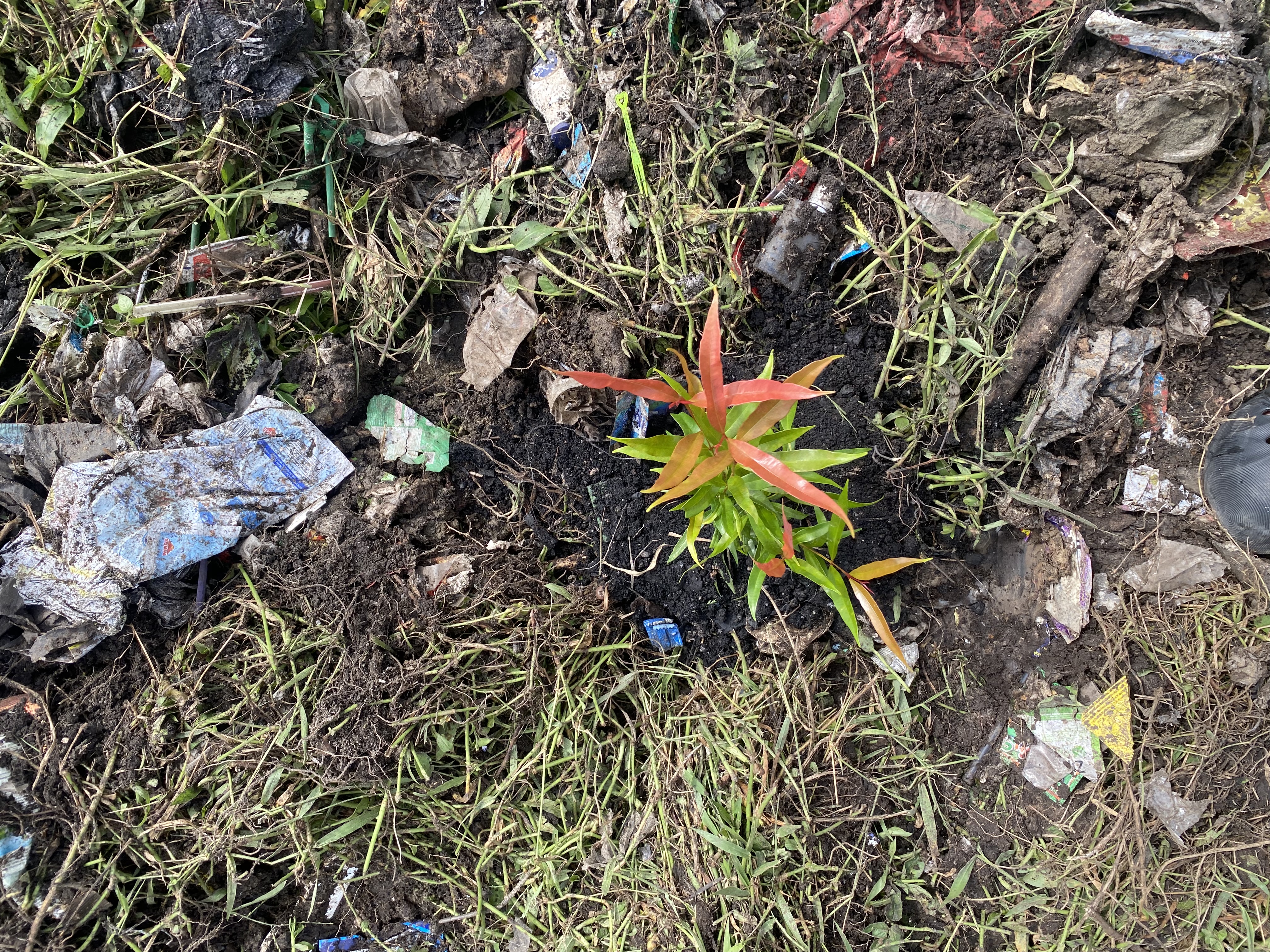 Penanamann pohon untukk tamann