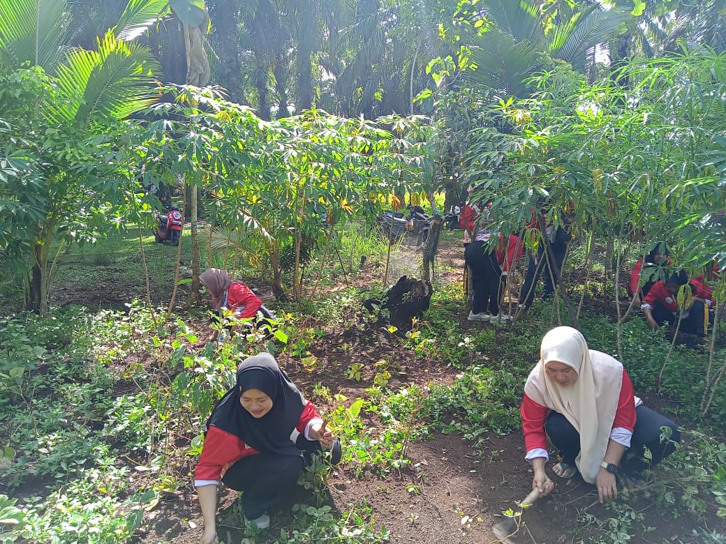 merumput di kwt Srikandi pasar pedati tanaman kacang hijau