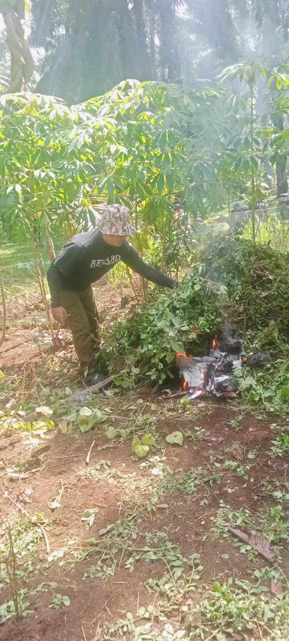 bakar sampah sesudah merumput