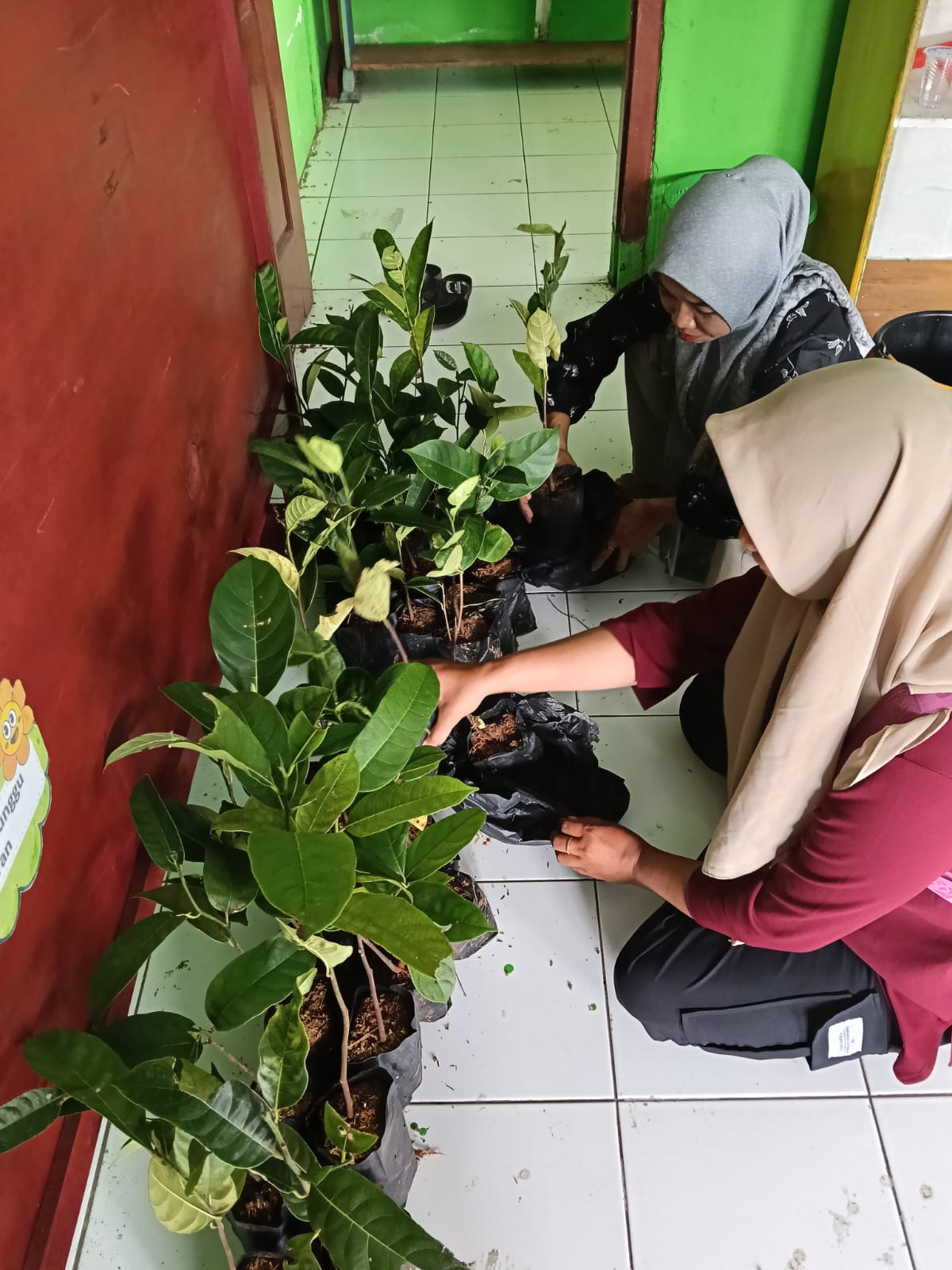 perawatan bibit di posko sebelum di bagikan