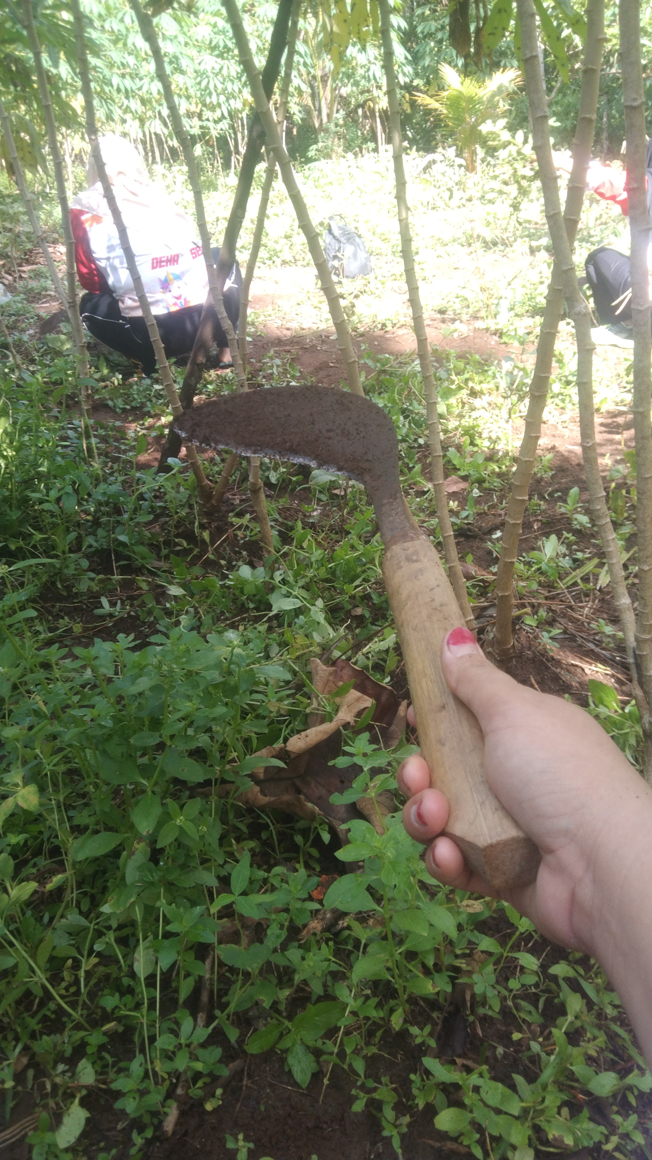 siap merumput di kebun KWT pasar pedati