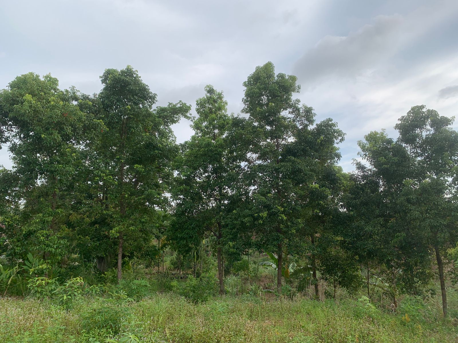 tinjau lahan untuk penanaman