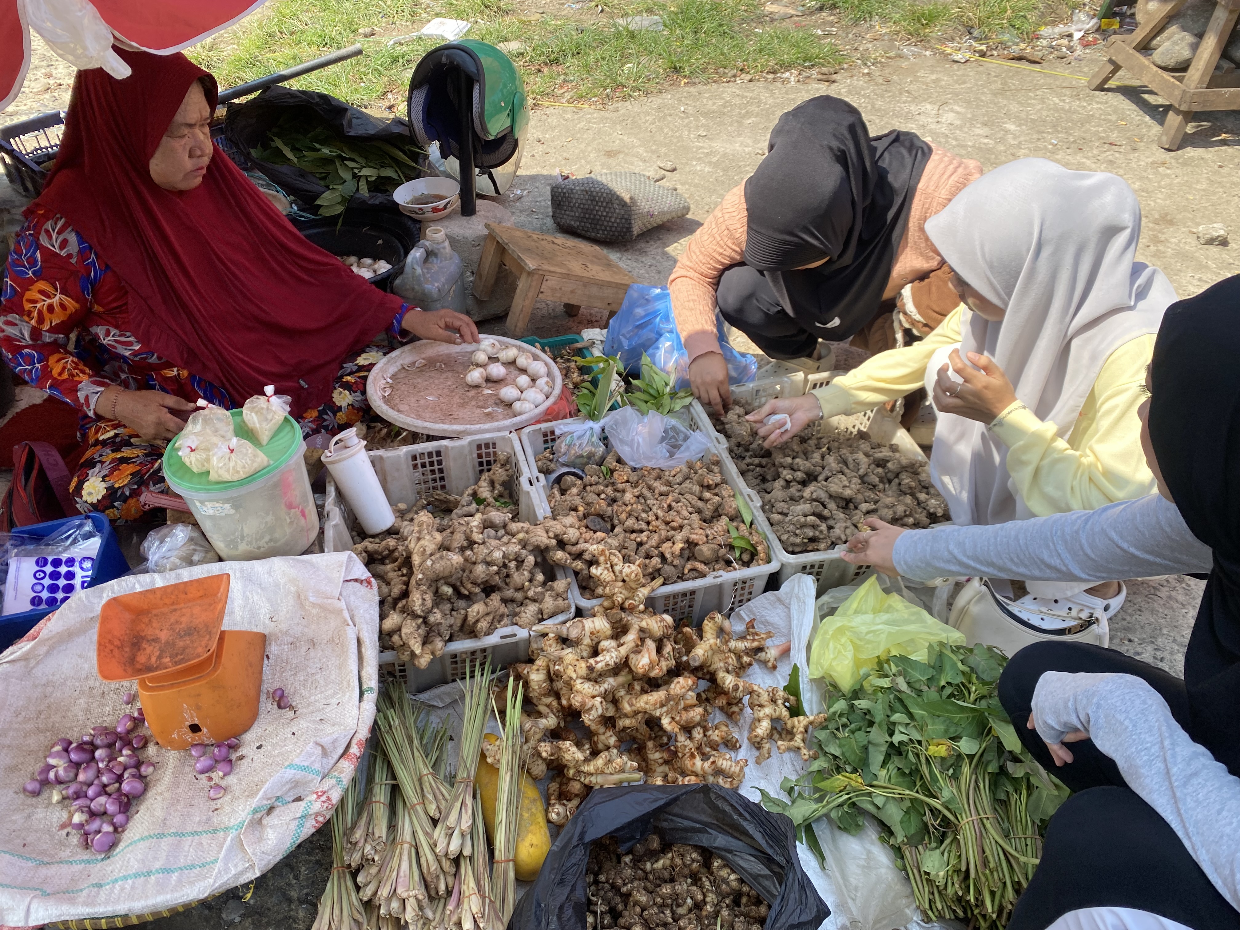 Membeli Bibit Untuk Tanaman Herbal