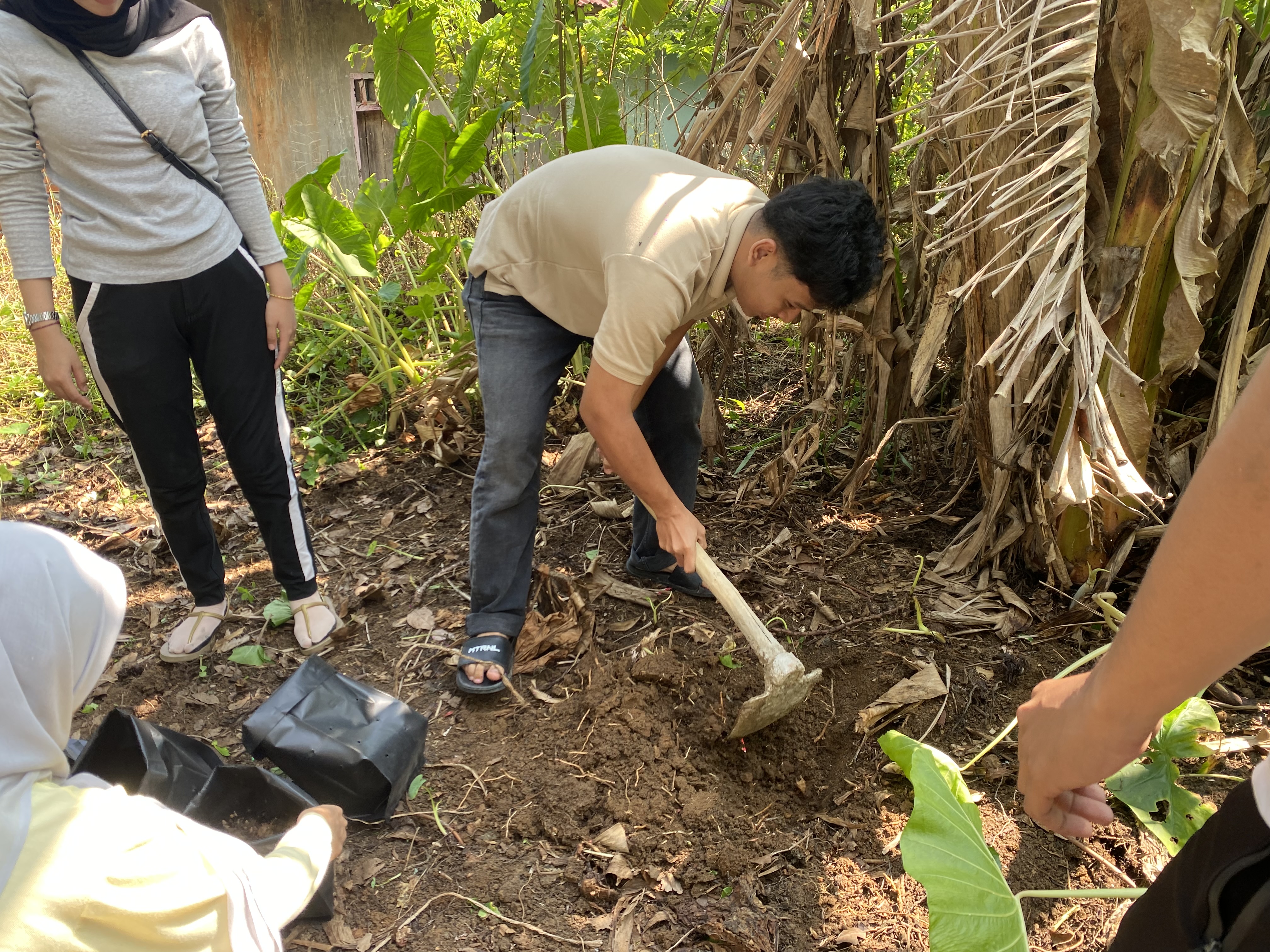 Mengambil Tanah Untuk Media Tanaman Herbal 