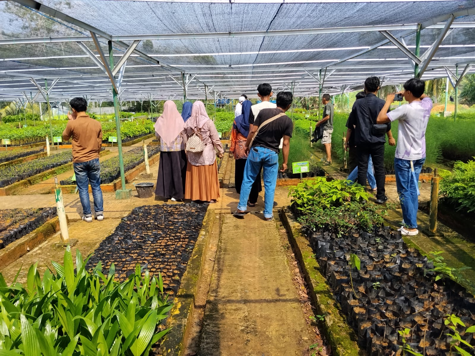Pengambilan Bibit