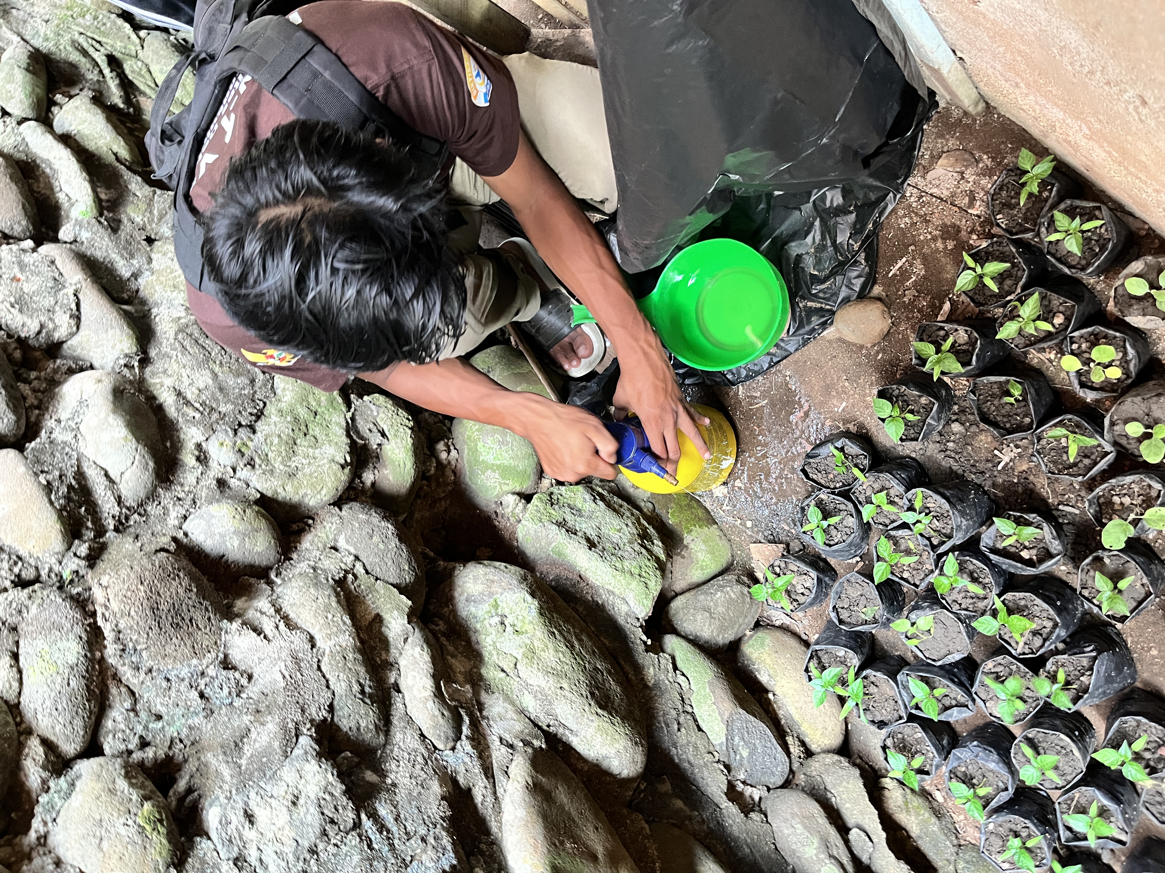 Uji Coba Pupuk Kompos Cair pada Tanaman Cabe dan Terong
