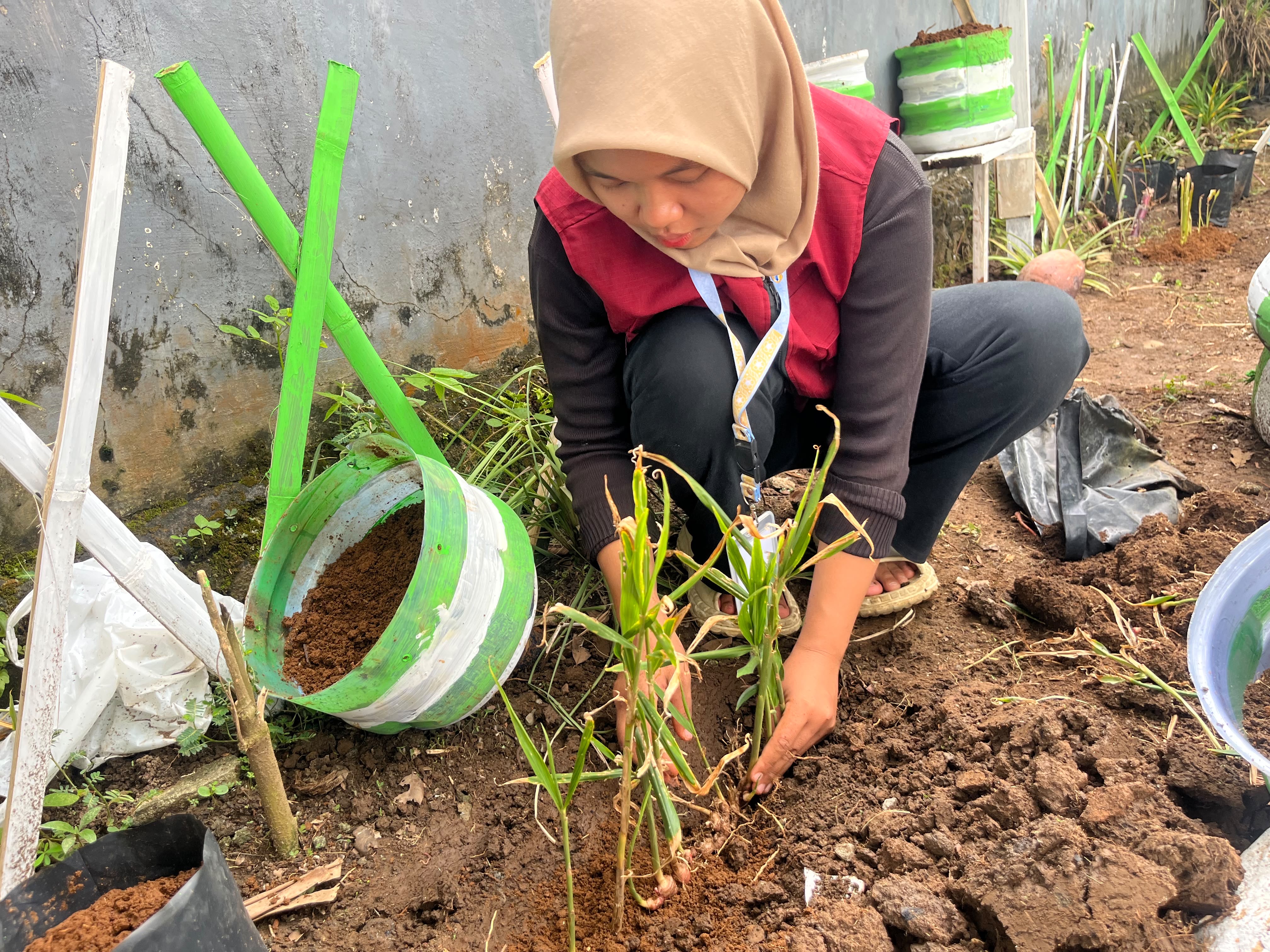 penanaman bibit apotek hidup