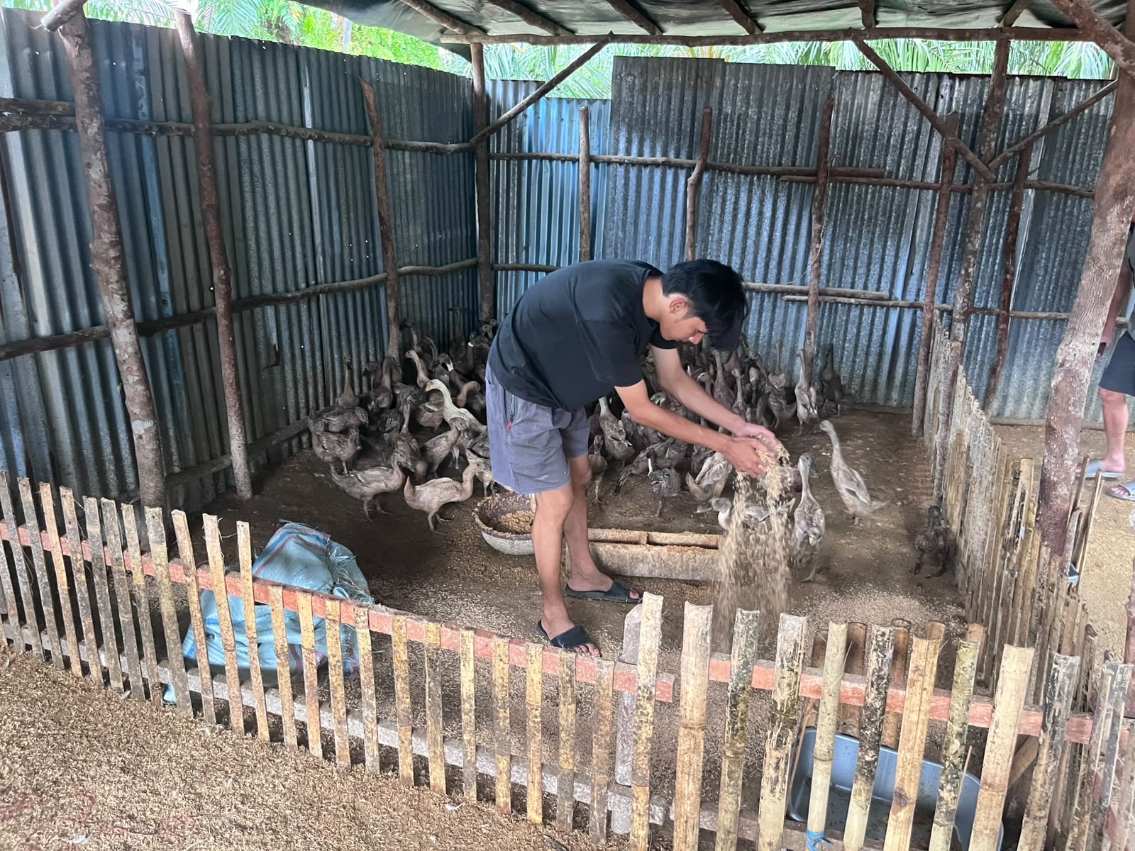 Pemberian pakan bebek di pagi hari