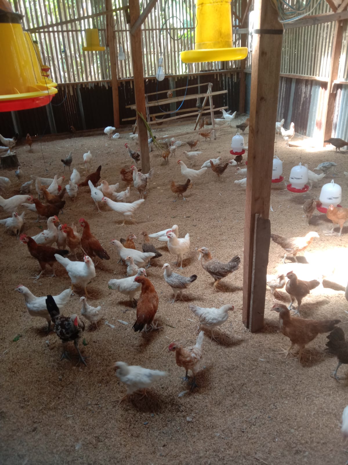 Kunjungan ke peternak unggas (Ayam)