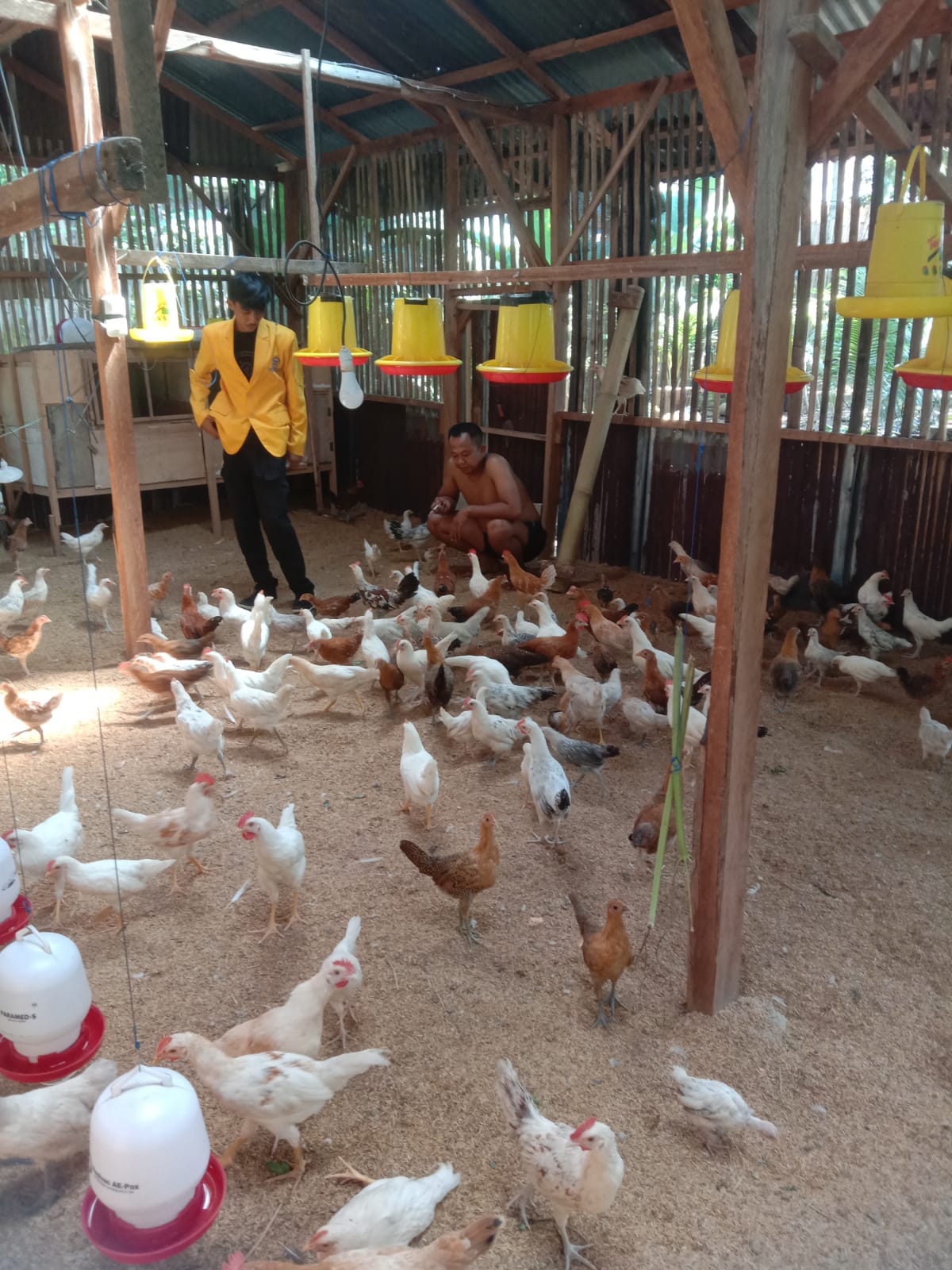 Sharing dengan peternak unggas(Ayam)