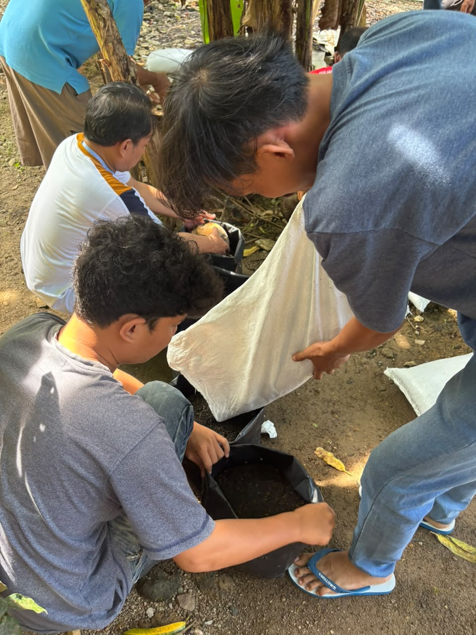 Pengisian tanah dalam polybag untuk penanaman bibit kelapa pandan