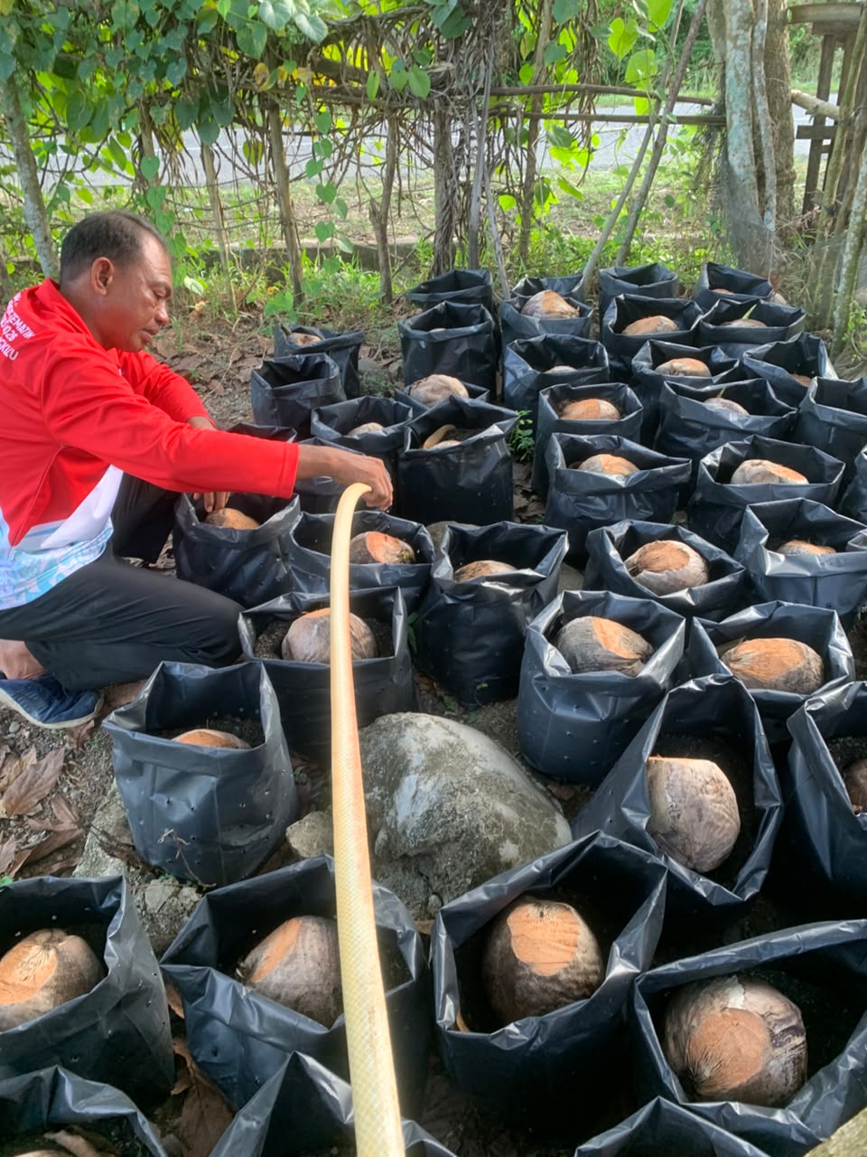 Penyiraman semaian bibit kelapa pandan