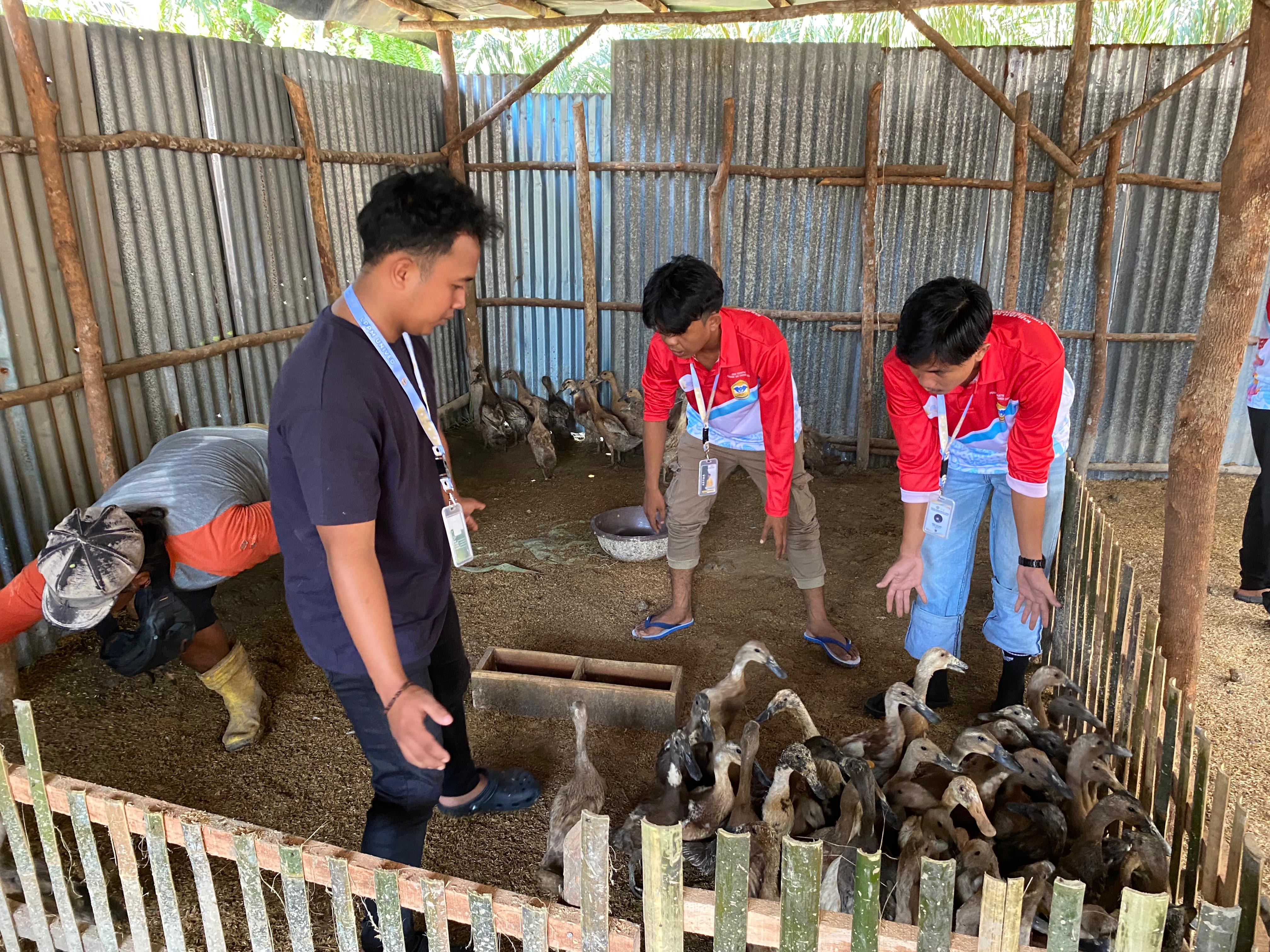 Pembagian bebek antar kelompok kadun III taba pasmah 