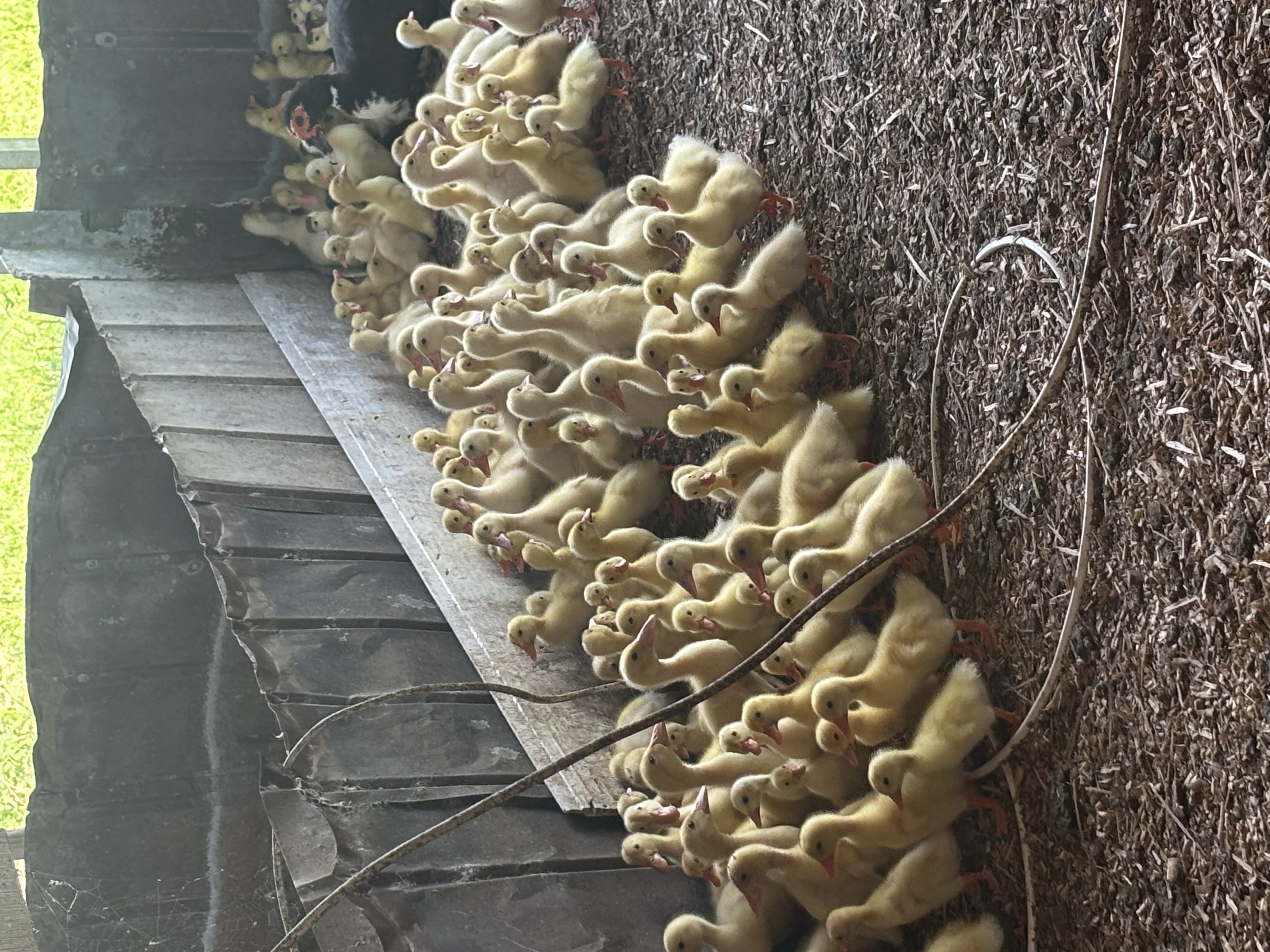 Melihat perkembangan bebek saat pelatihan dimoderator oleh pak yudi