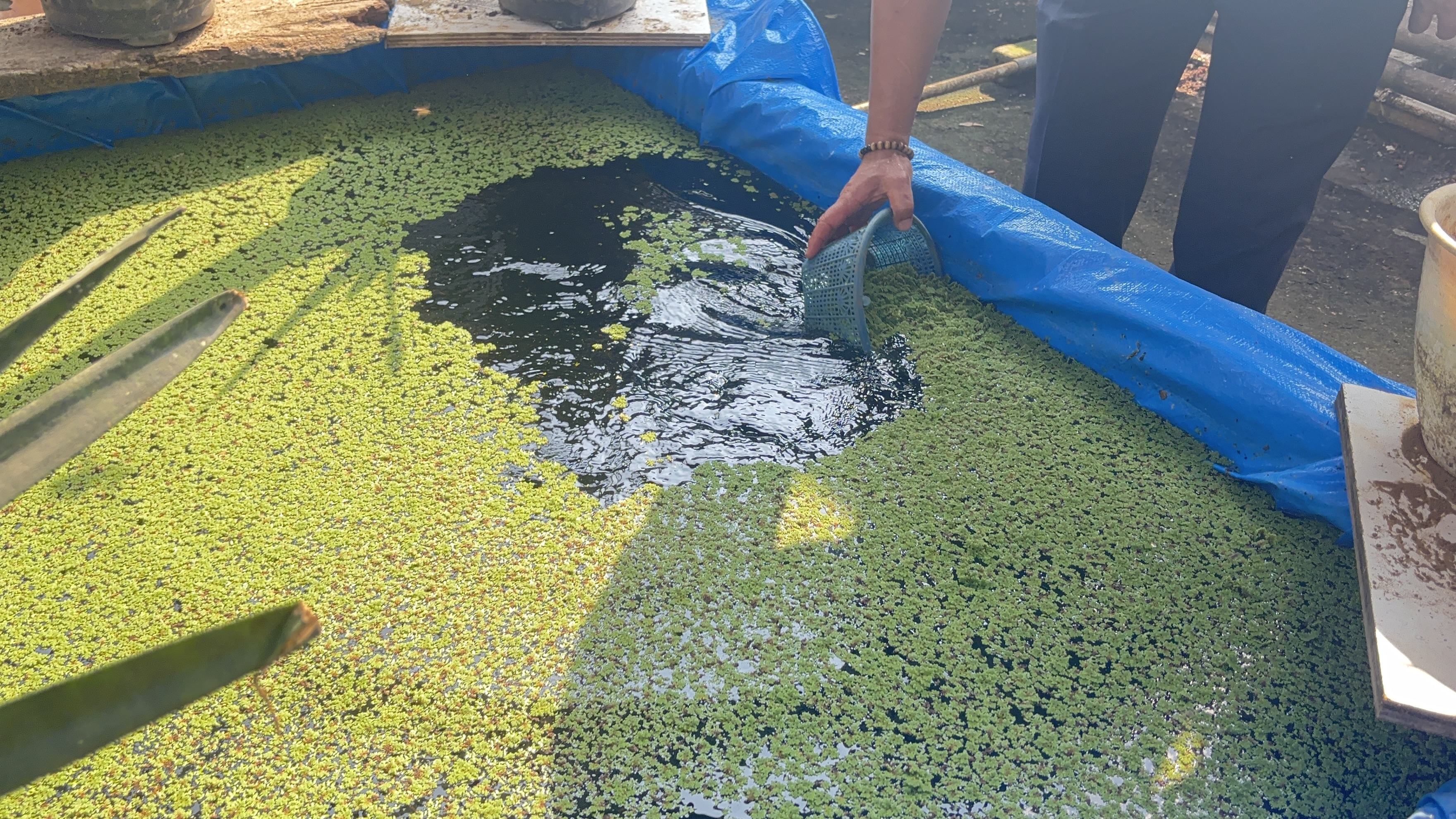 Azolla cemilan bebek 