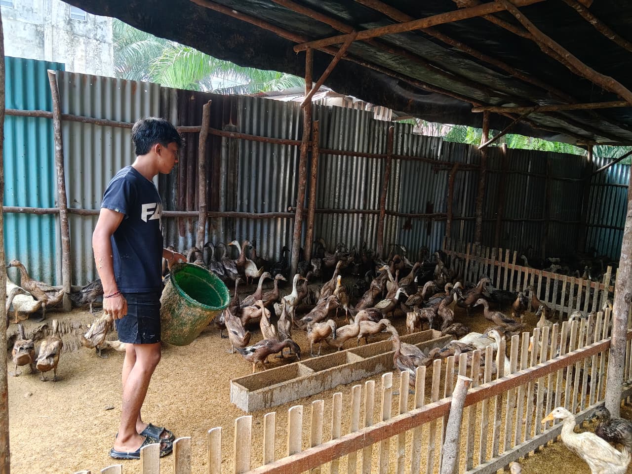 Memberi makan bebek