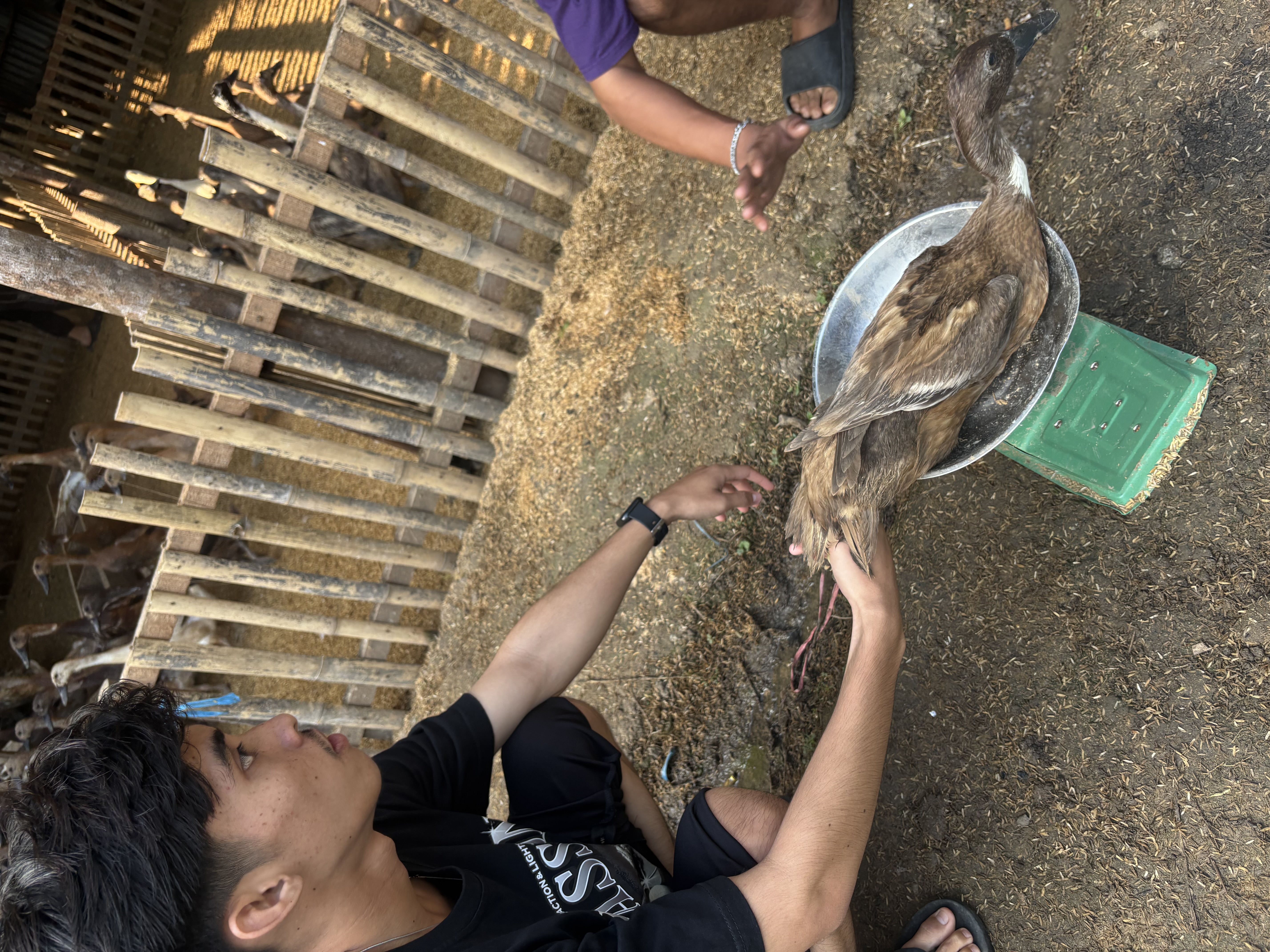 Menimbang berat bebek yang pas untuk dijual