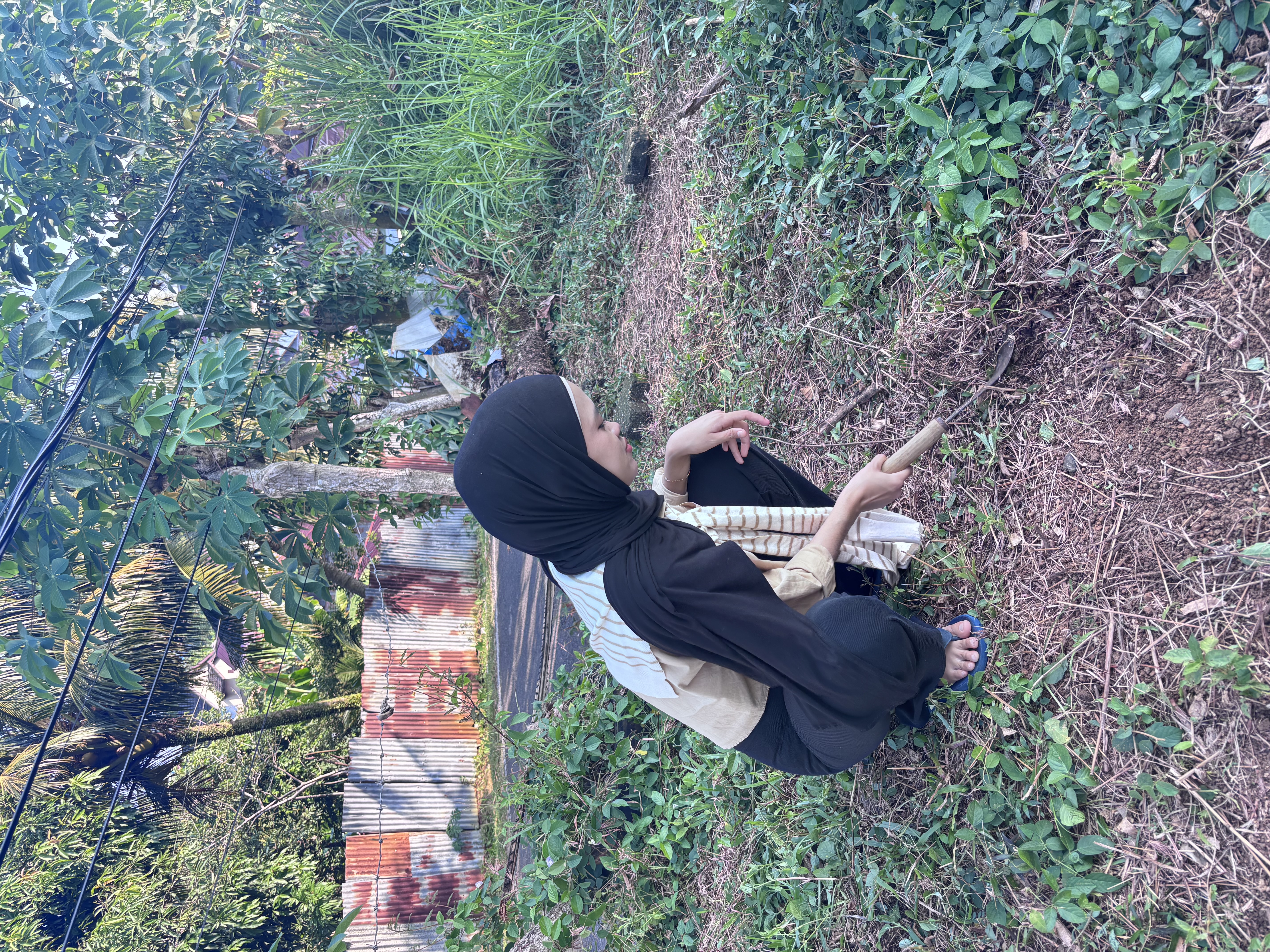 Merumput di lahan untuk program penanaman toga