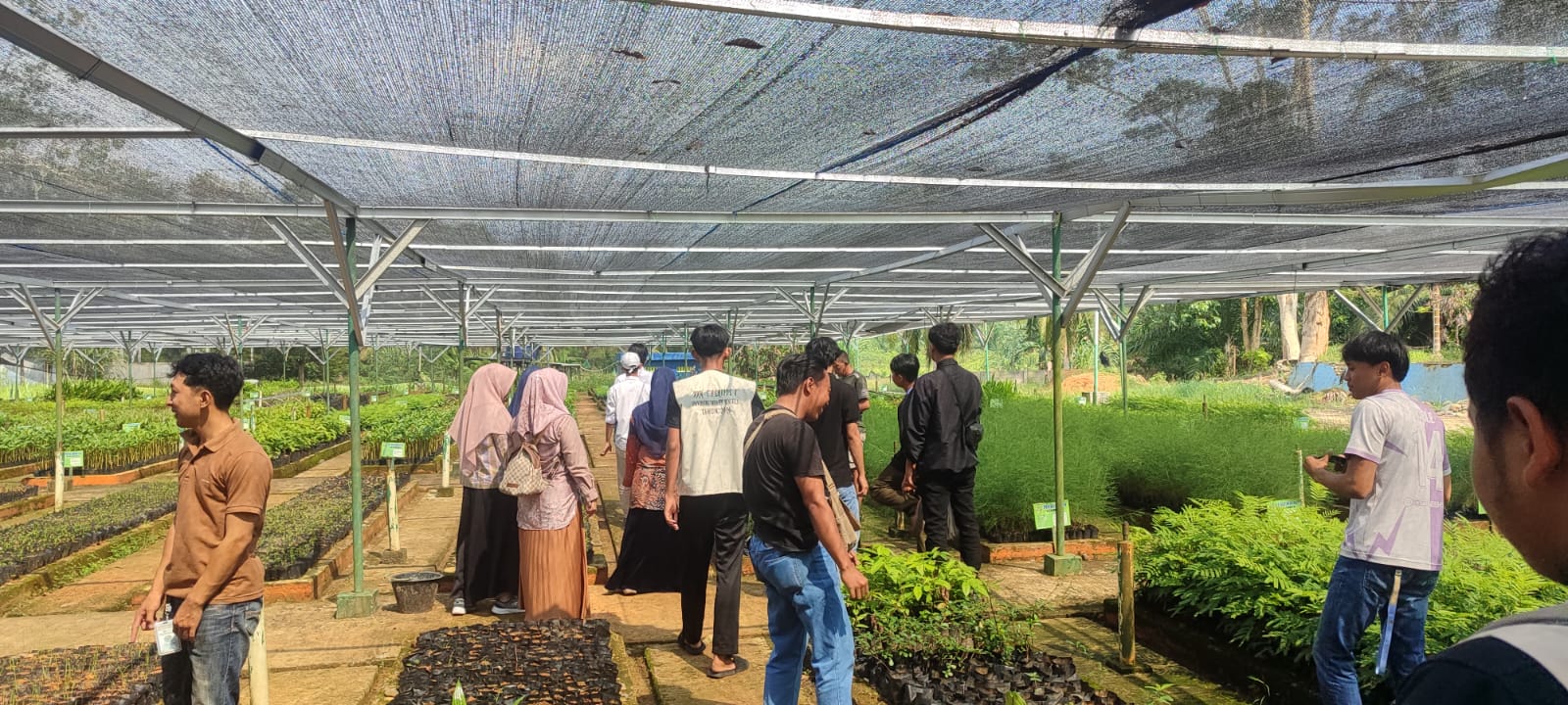 Pengambilan bibit