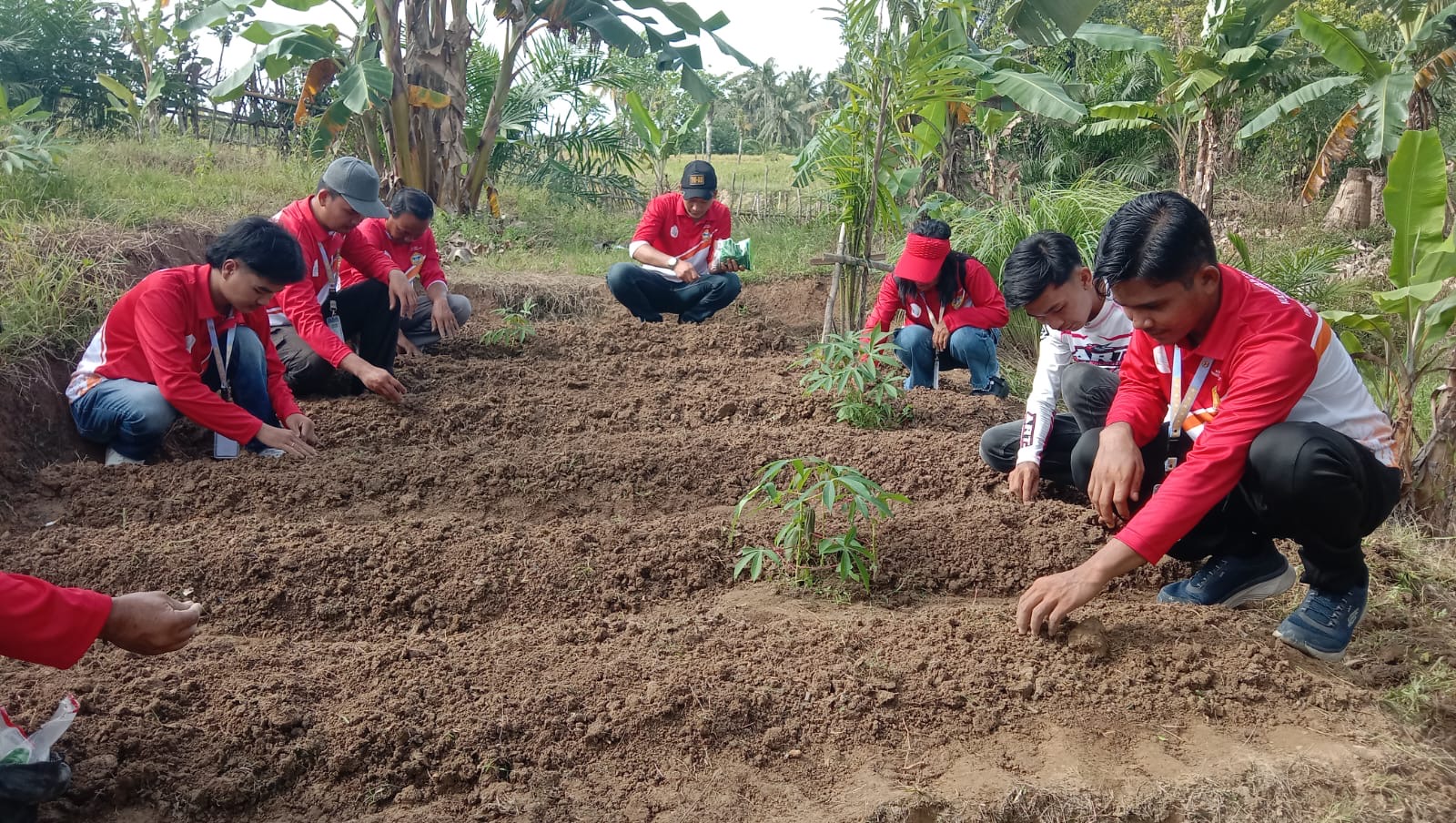 Kegiatan penanaman kangkung