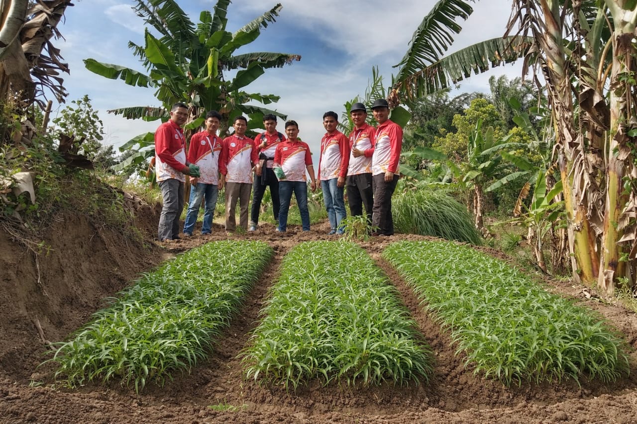 Melihat tanaman kangkung