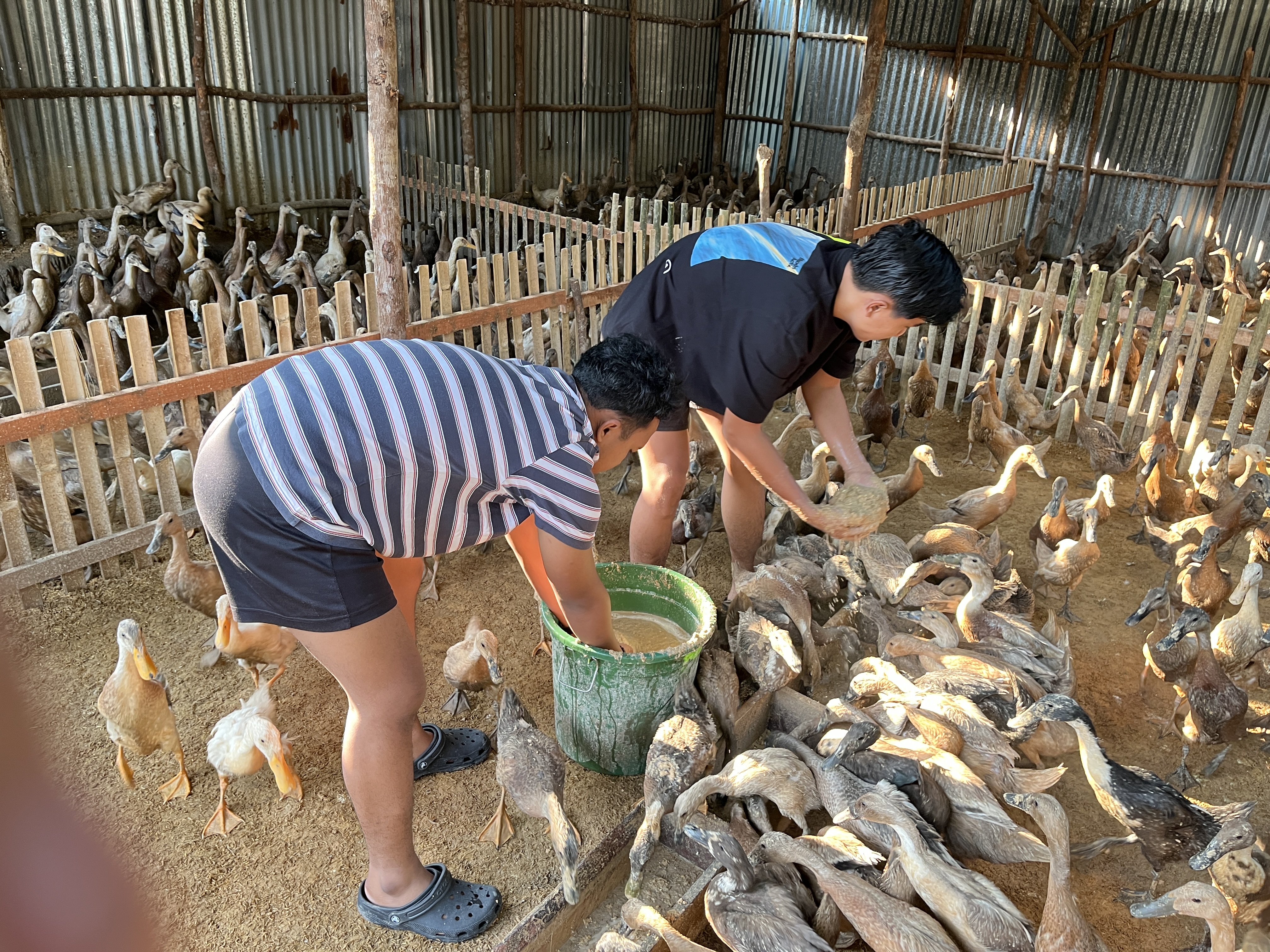 Pemberian pakan bebek pagi hari